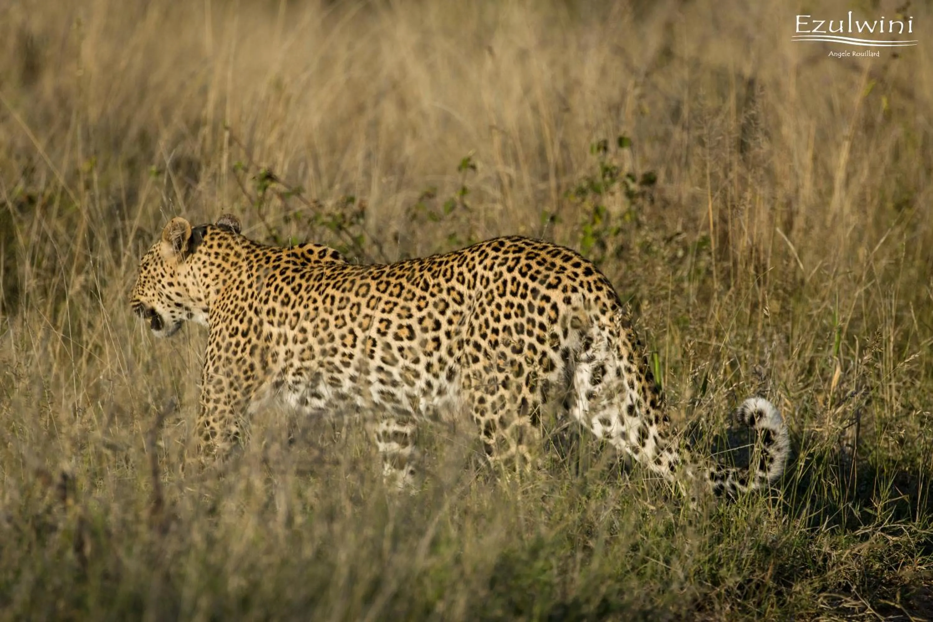 Animals in Ezulwini Game Lodges
