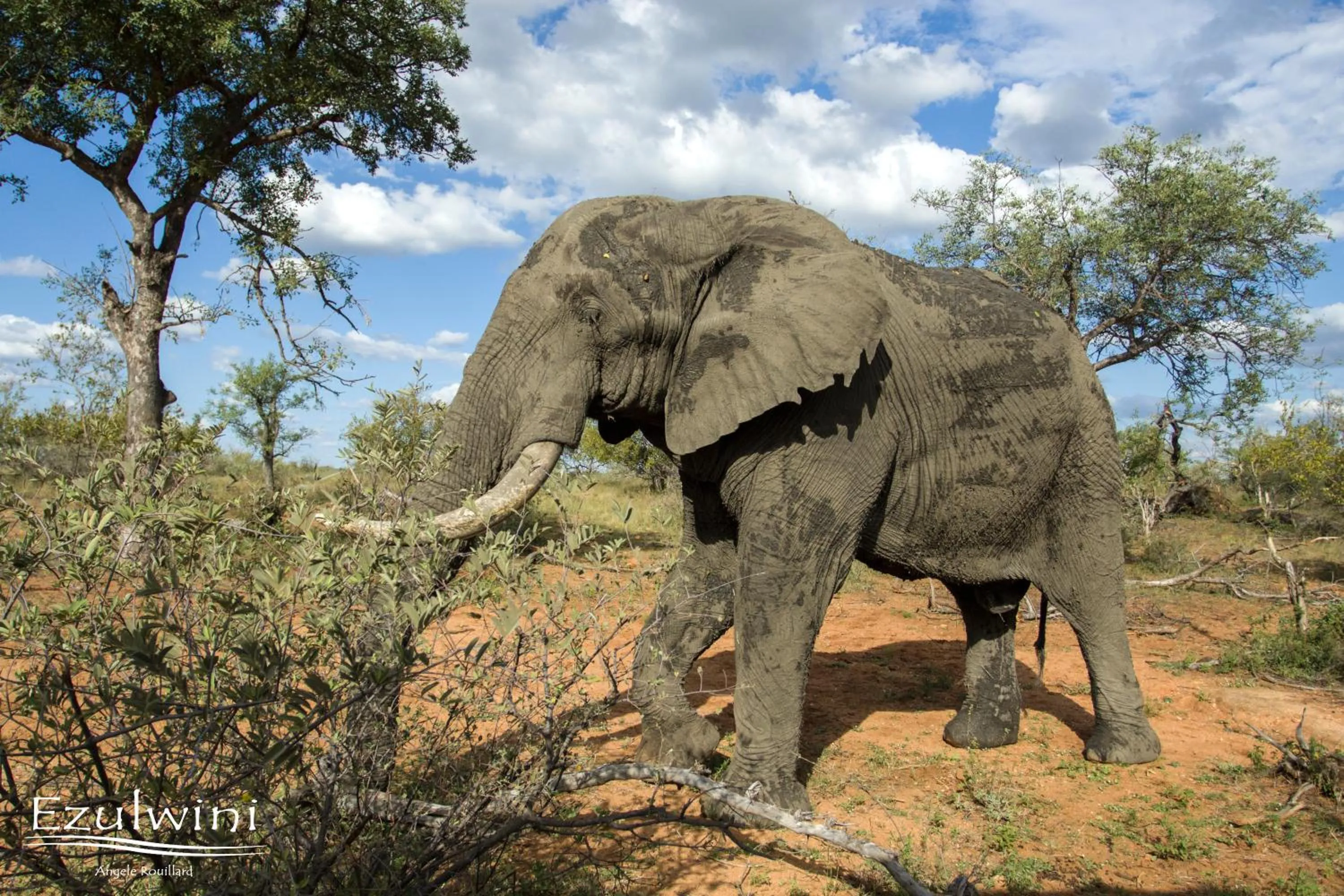 Animals in Ezulwini Game Lodges