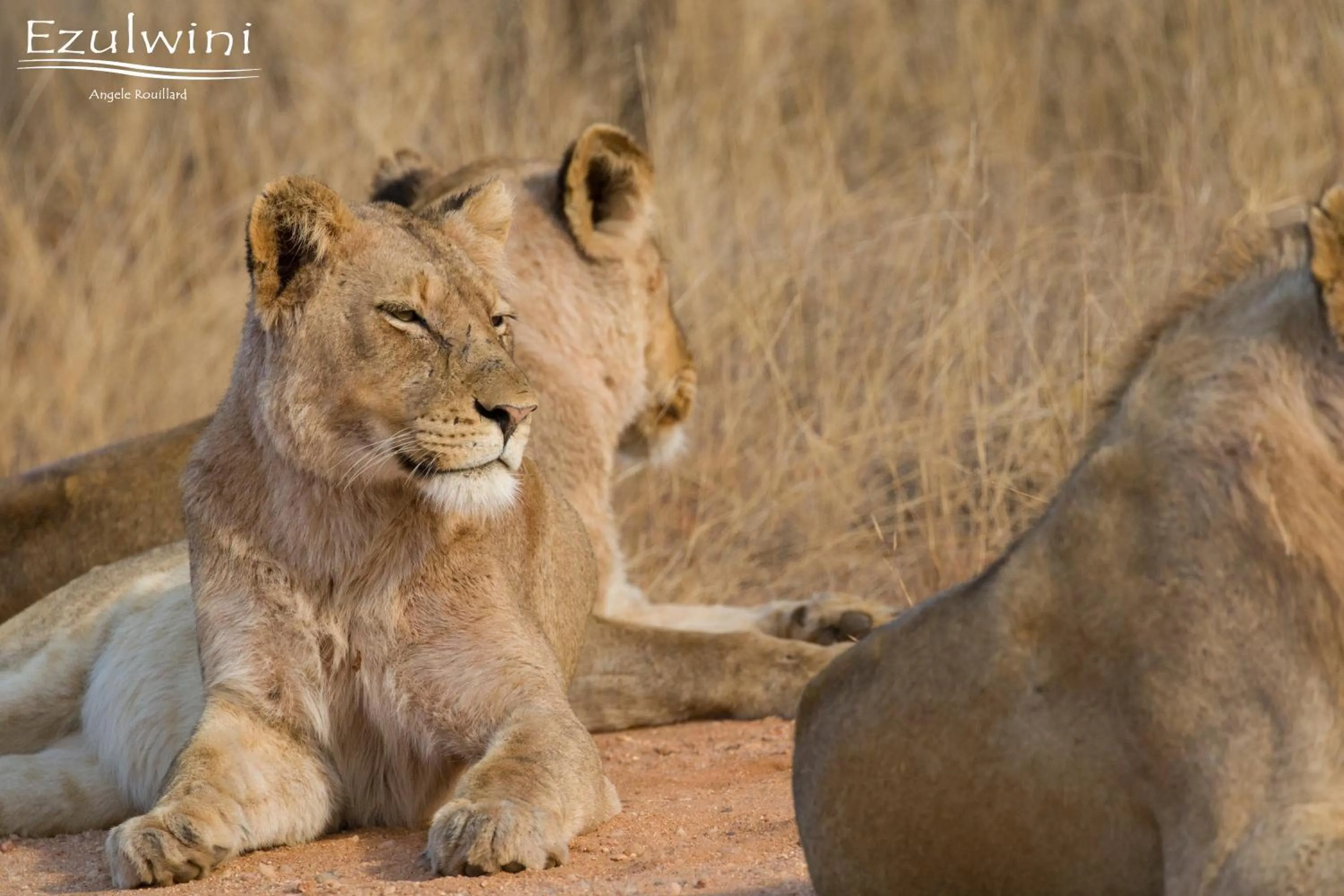 Animals in Ezulwini Game Lodges