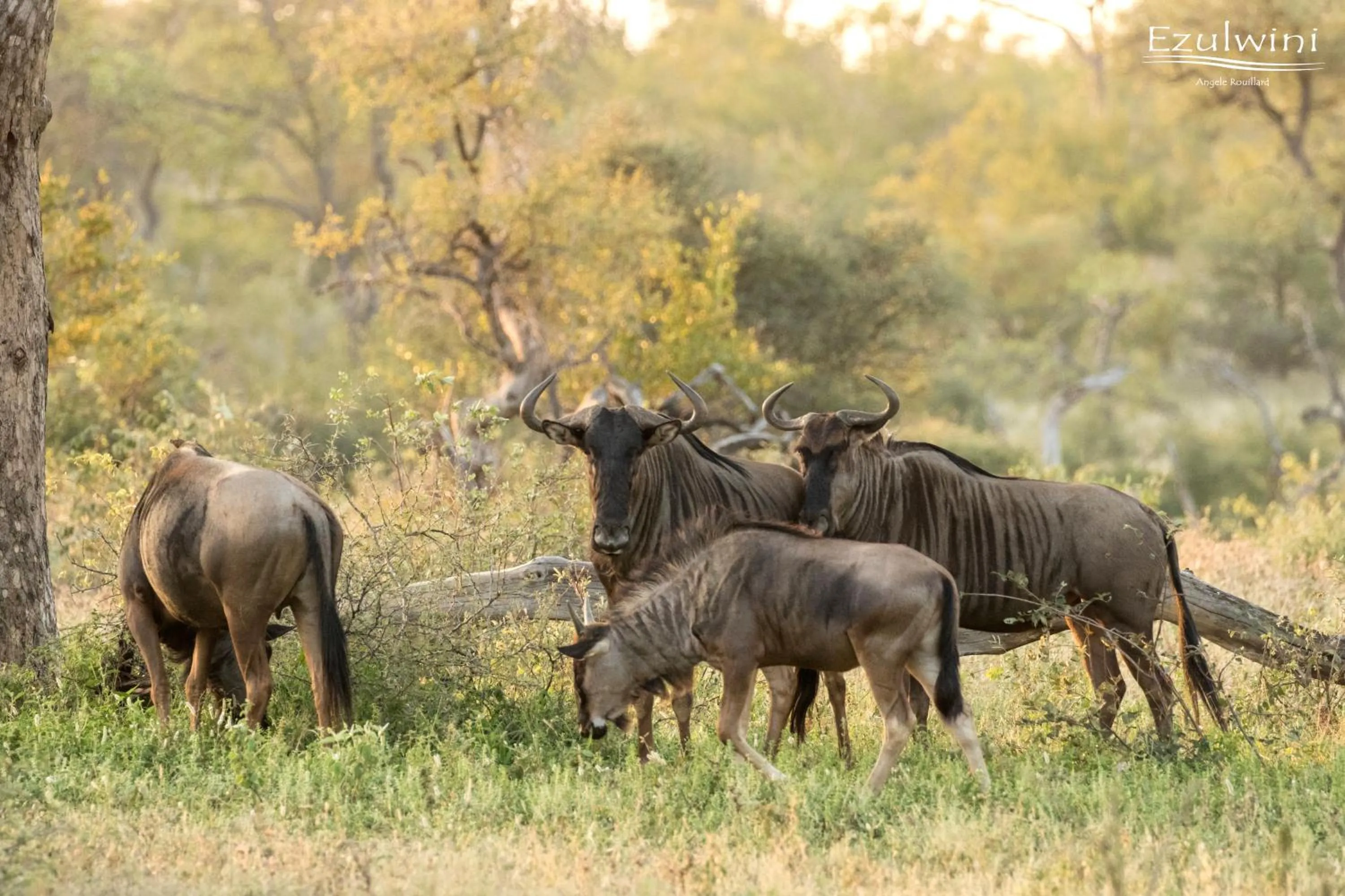Animals in Ezulwini Game Lodges