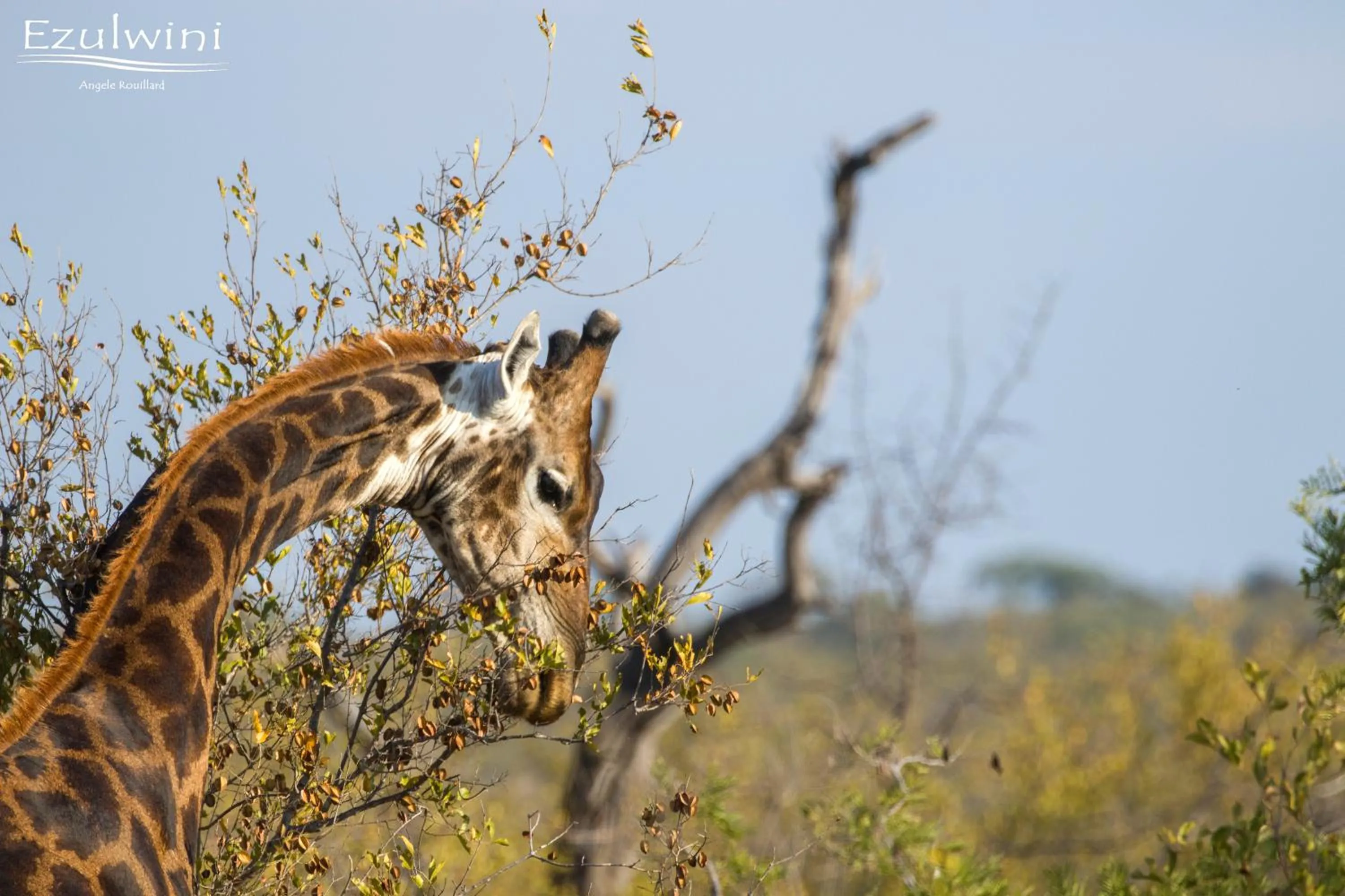 Animals in Ezulwini Game Lodges