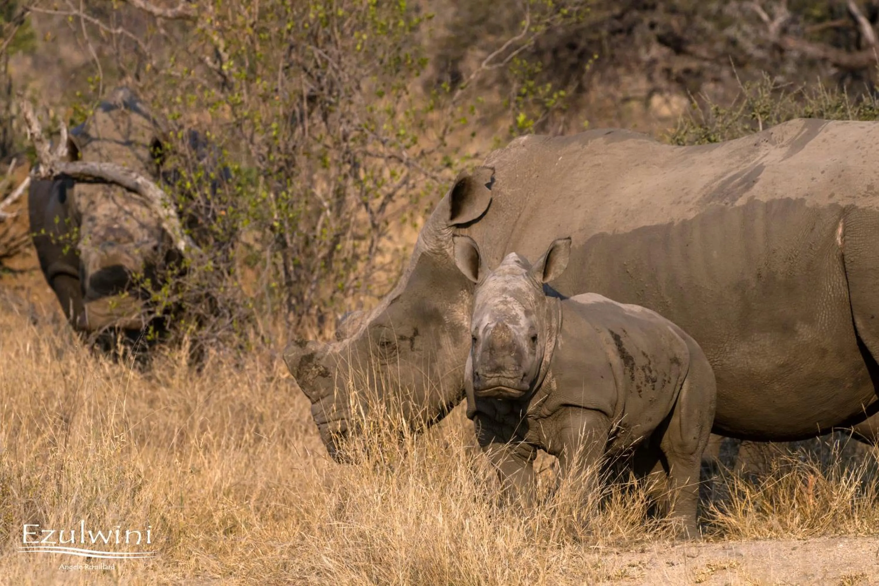 Animals in Ezulwini Game Lodges