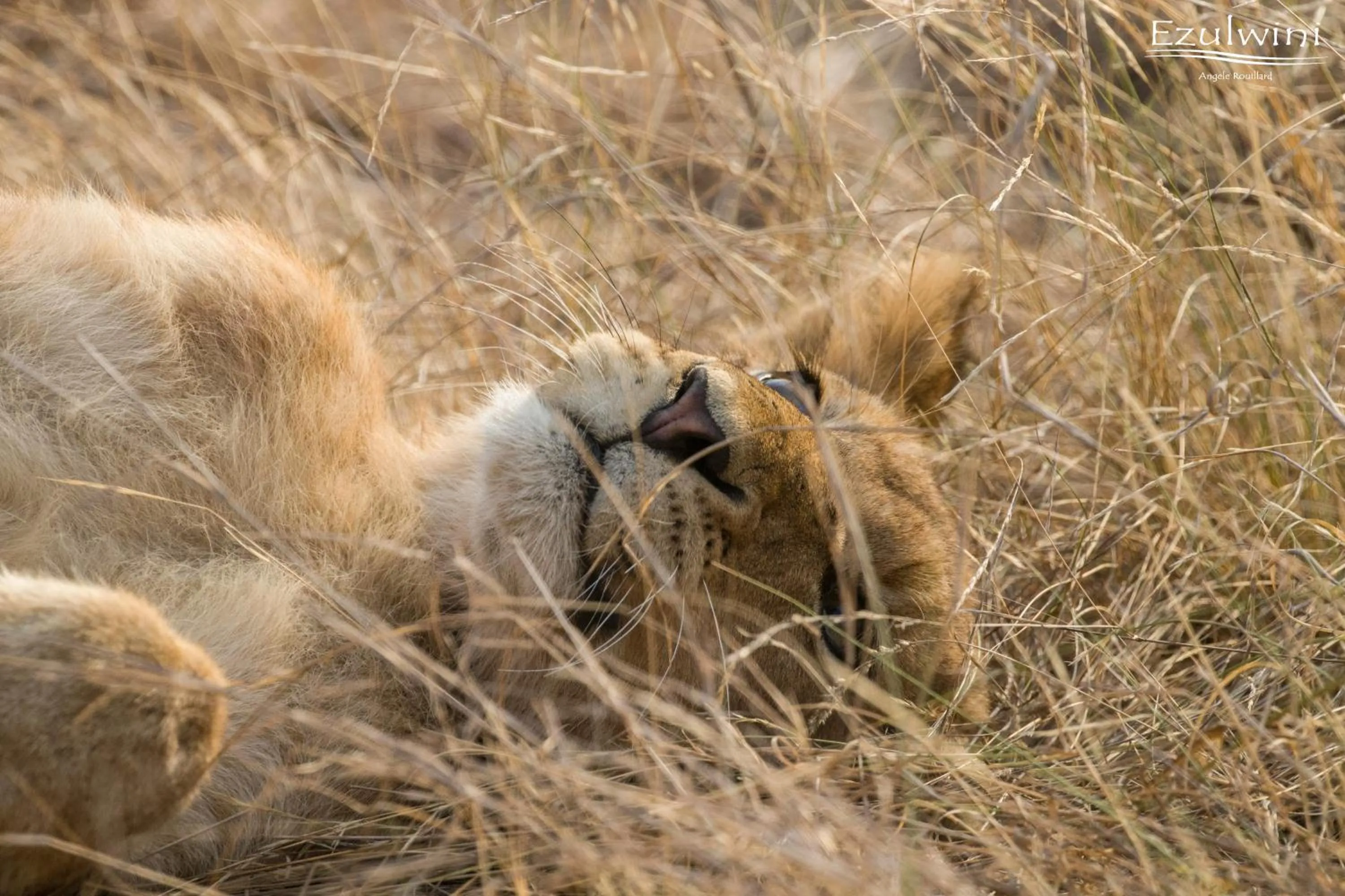 Animals in Ezulwini Game Lodges