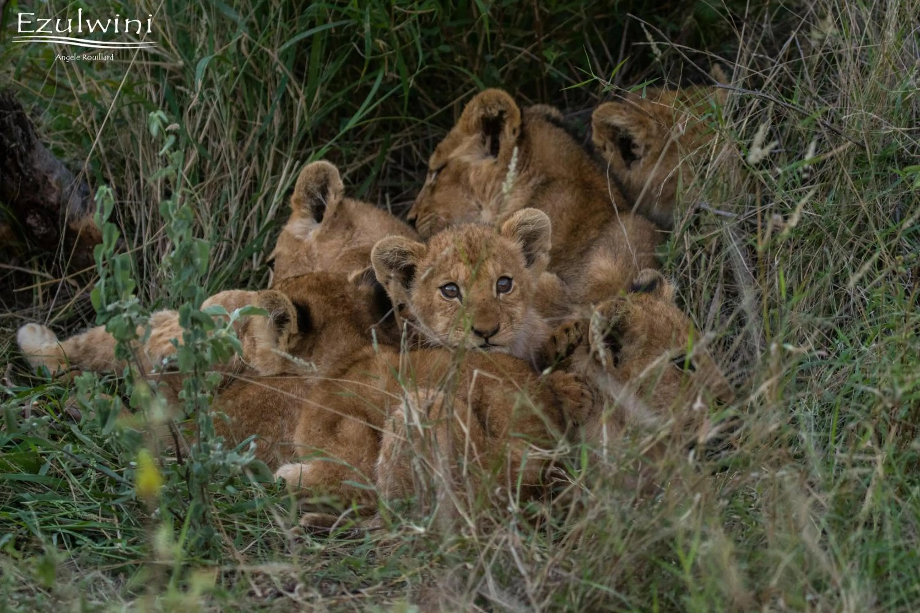 Animals in Ezulwini Game Lodges