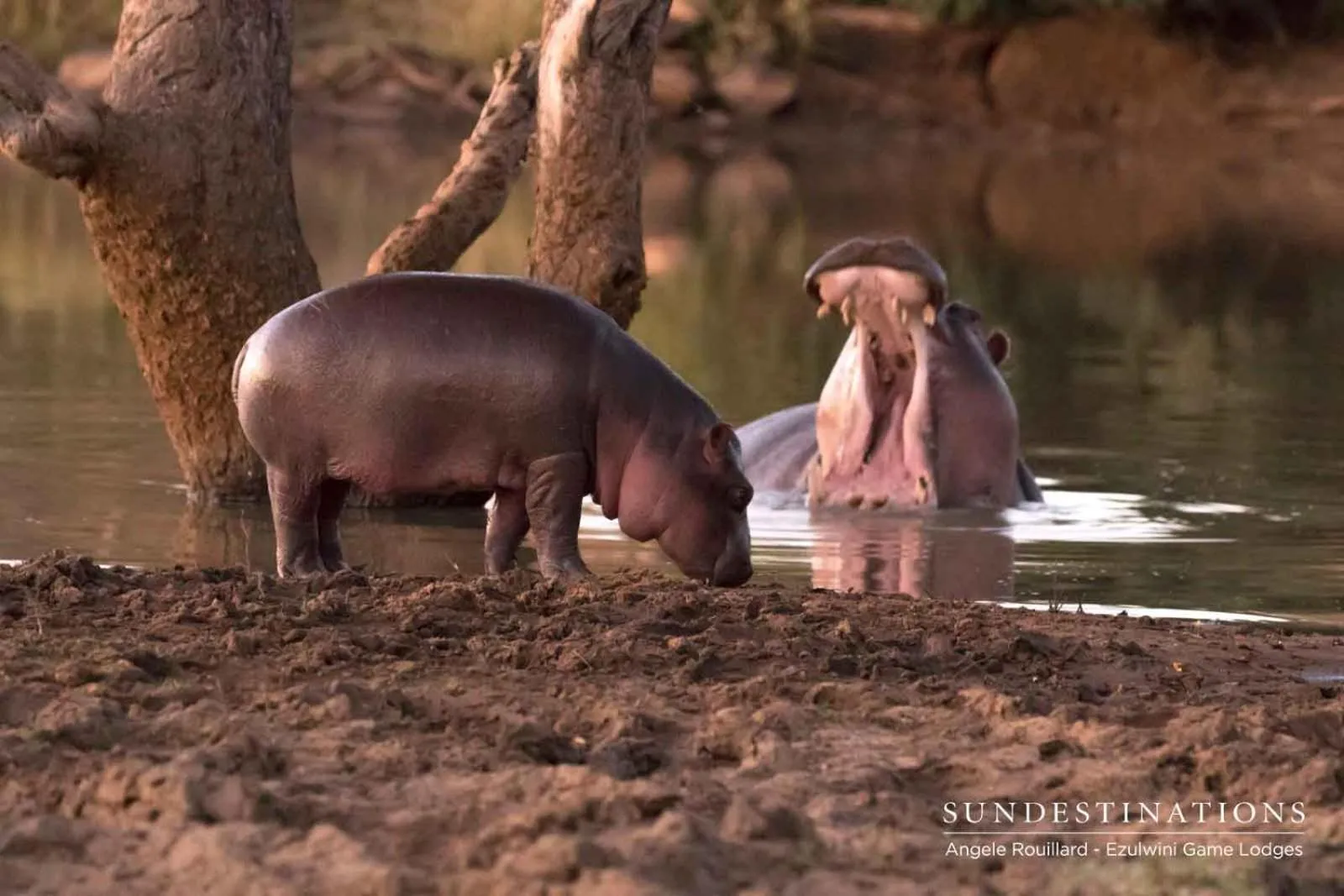 Animals in Ezulwini Game Lodges