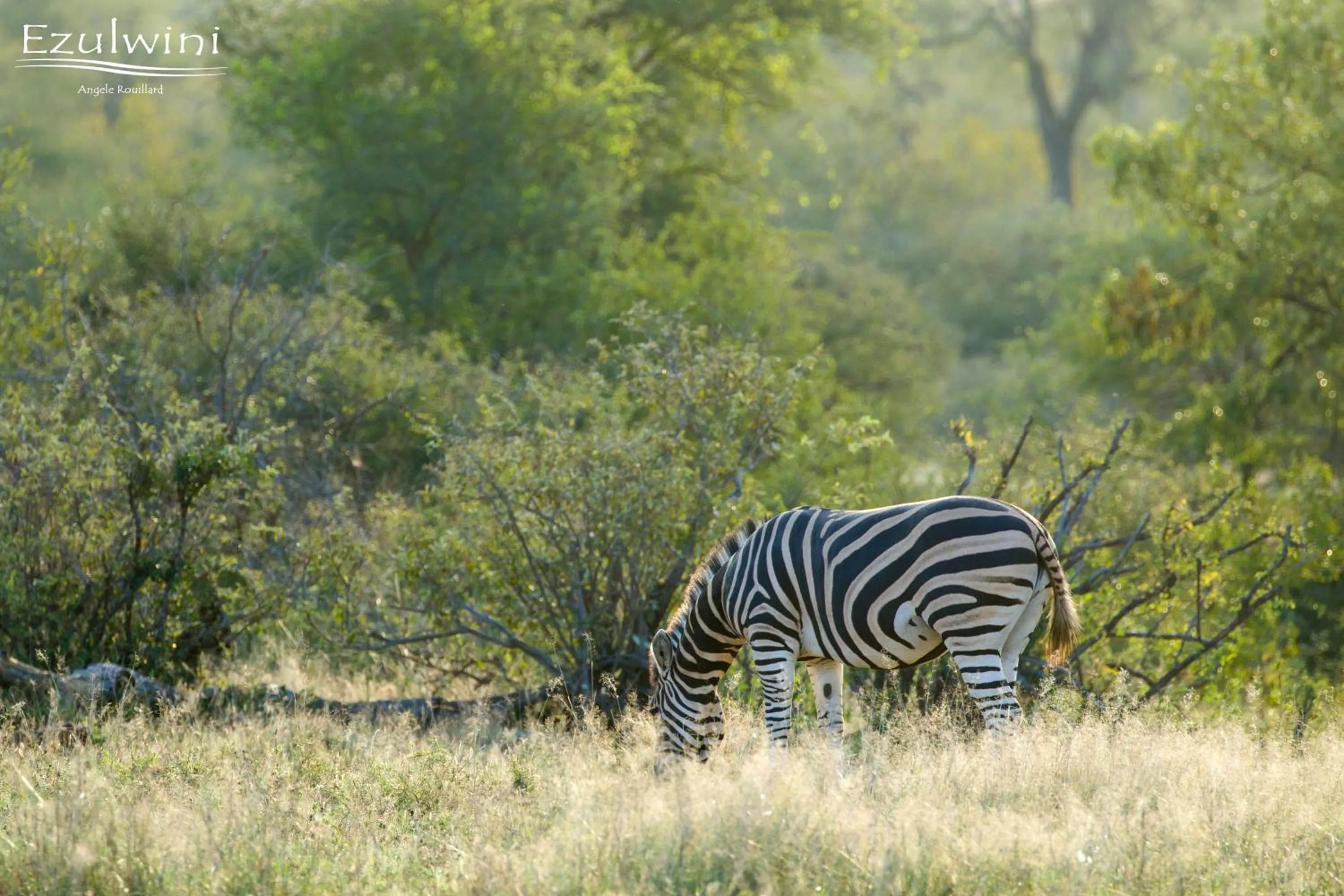 Animals in Ezulwini Game Lodges