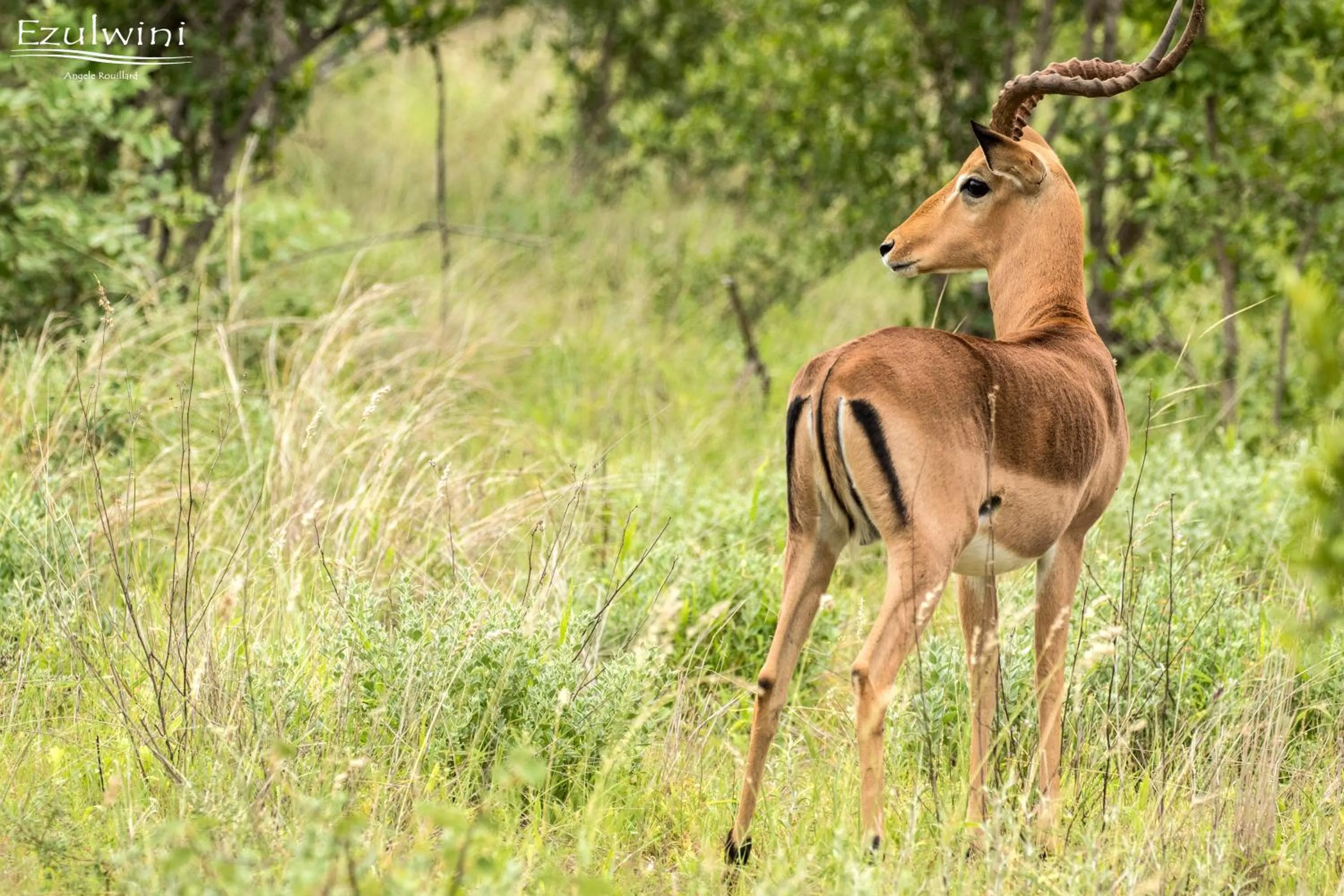 Animals in Ezulwini Game Lodges