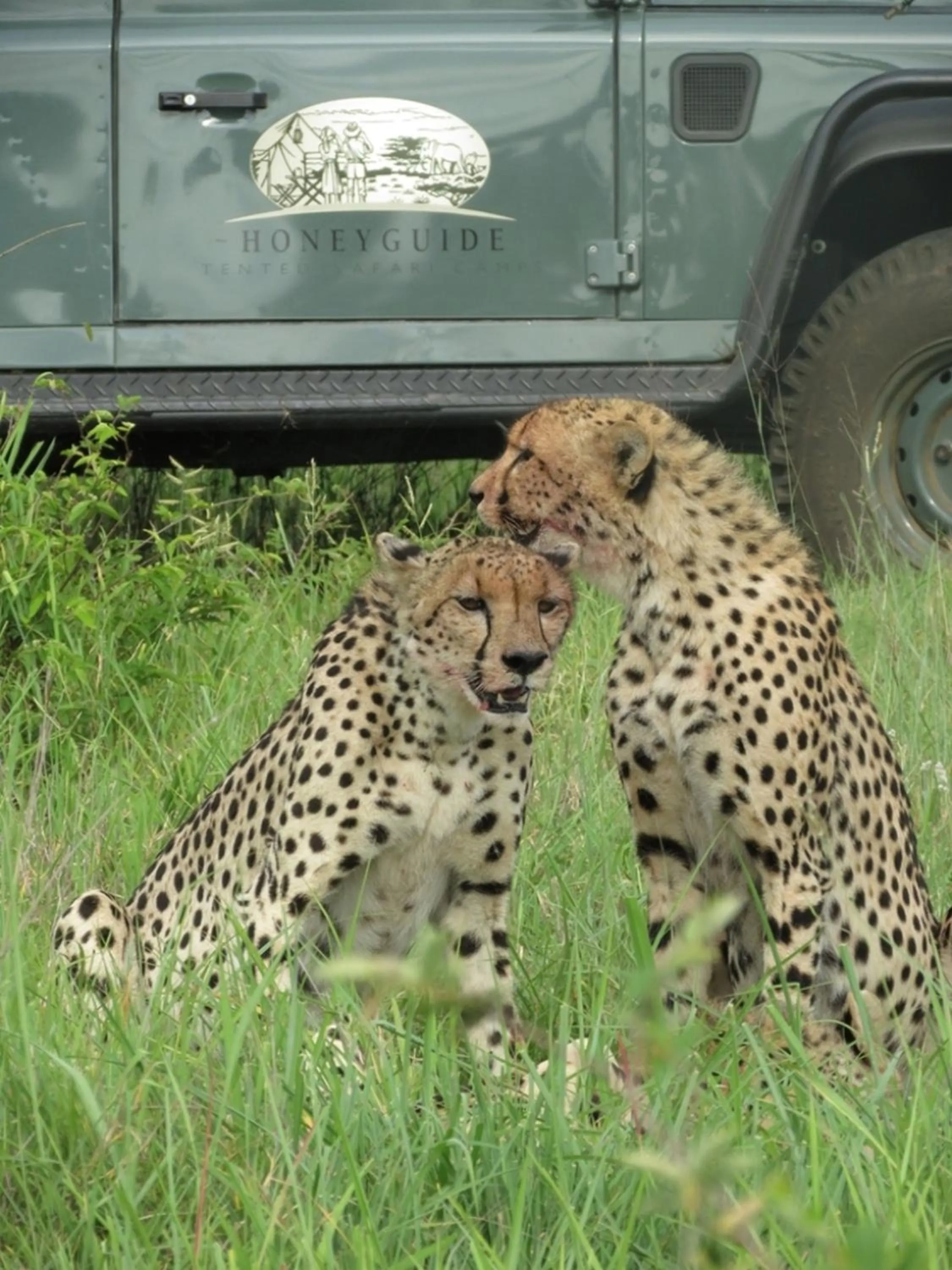 Area and facilities in Honeyguide Tented Safari Camp - Khoka Moya