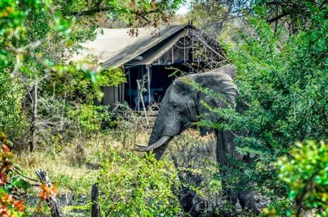 Honeyguide Tented Safari Camp - Khoka Moya