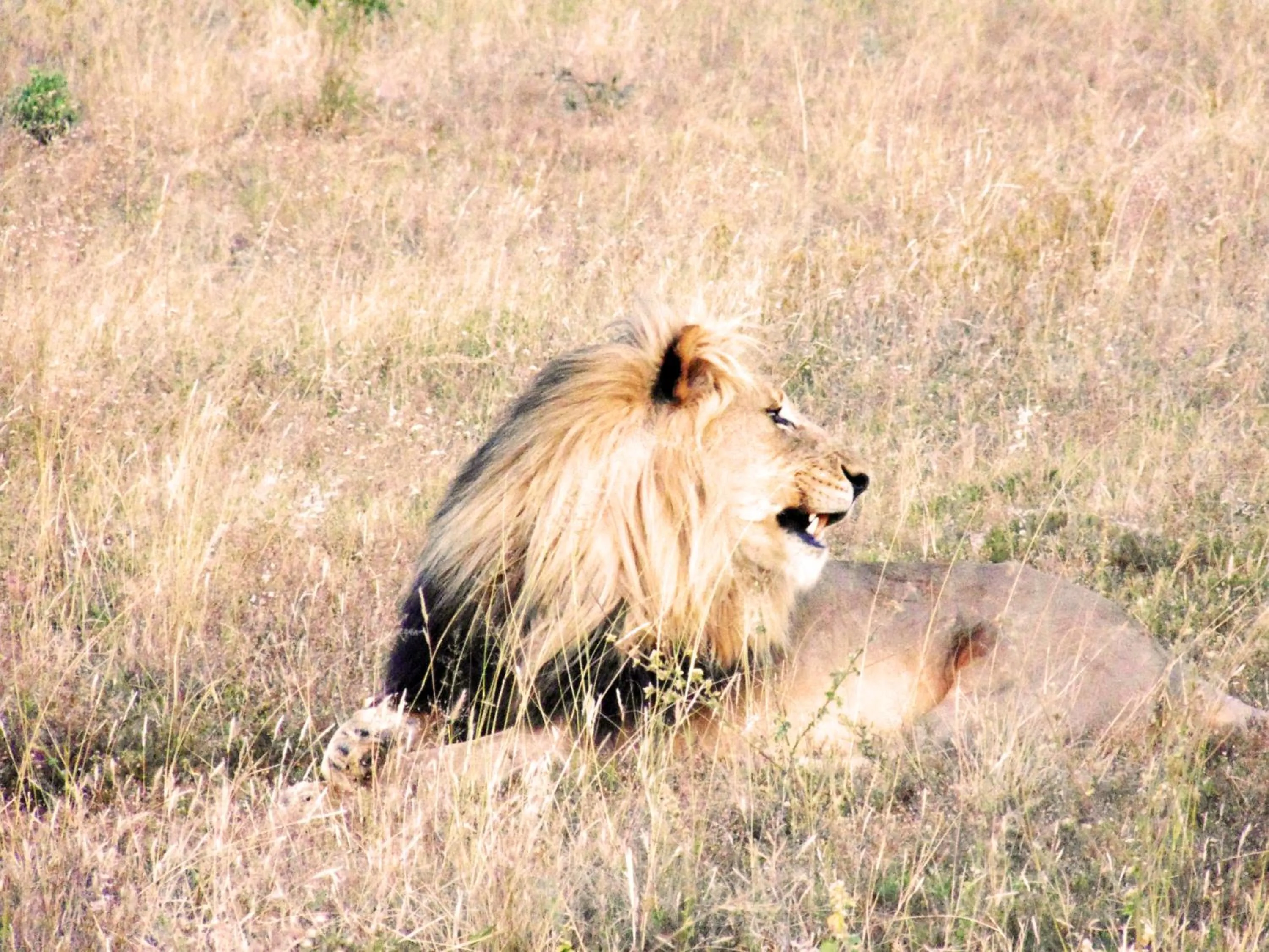 Honeyguide Tented Safari Camp - Khoka Moya