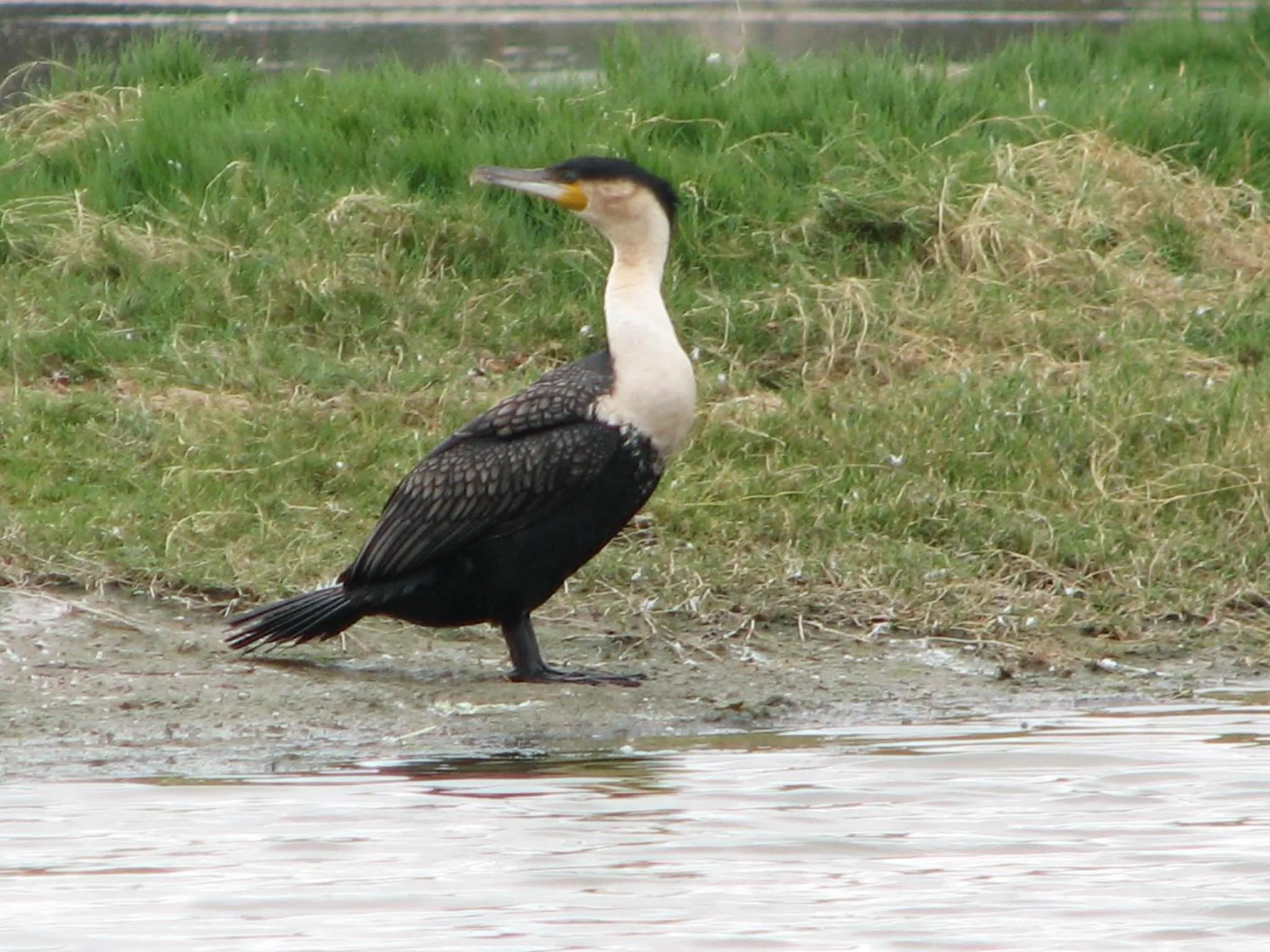 Animals in De Zeekoe Guest Farm
