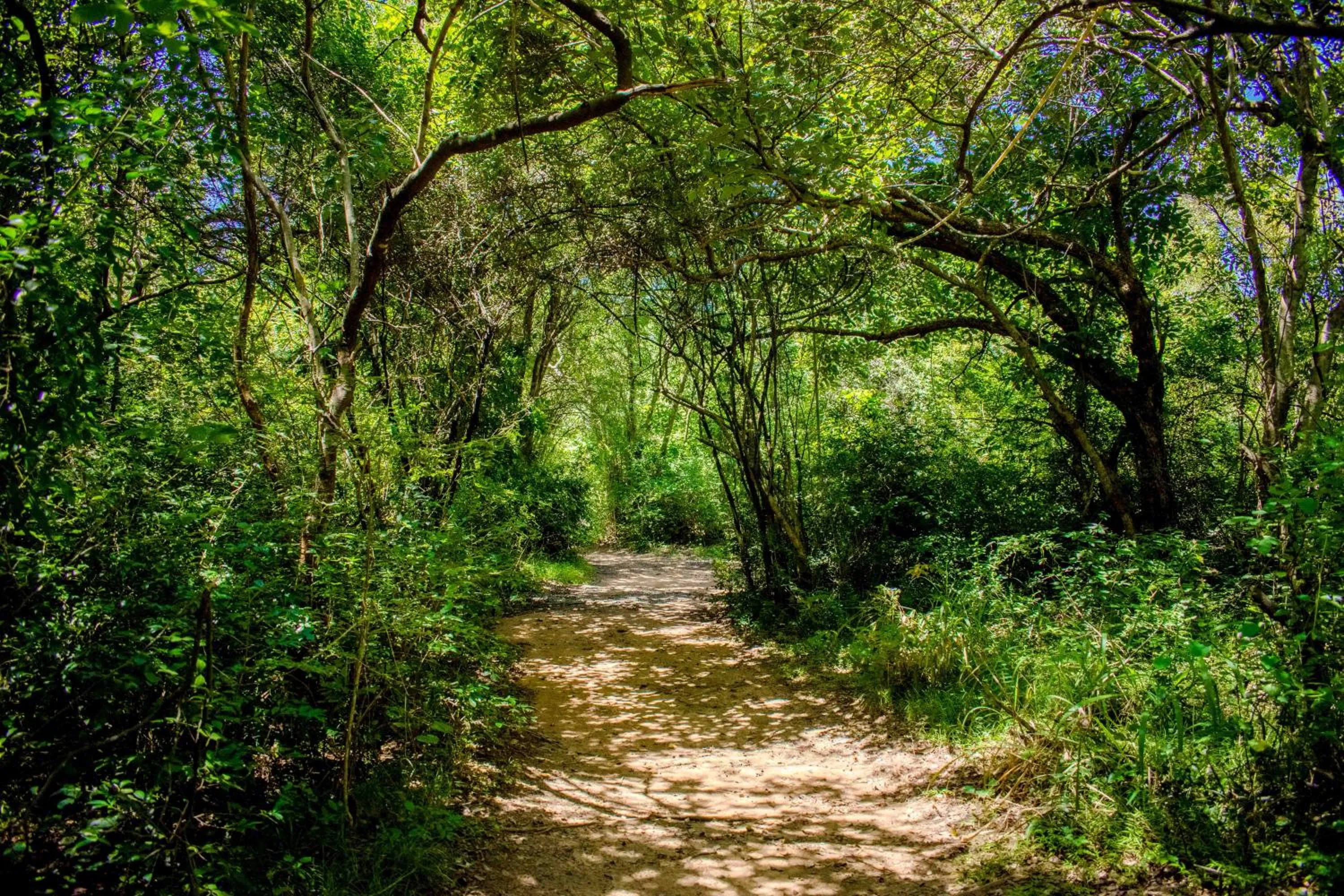 Garden in Amaara Forest Hotel Sigiriya