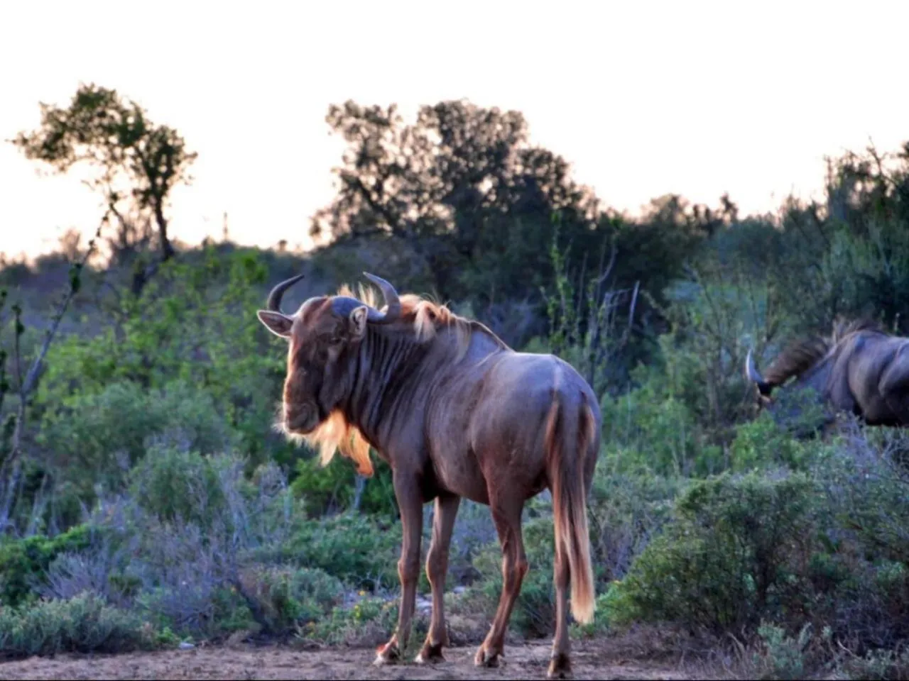 Property building in AfriCamps Klein Karoo