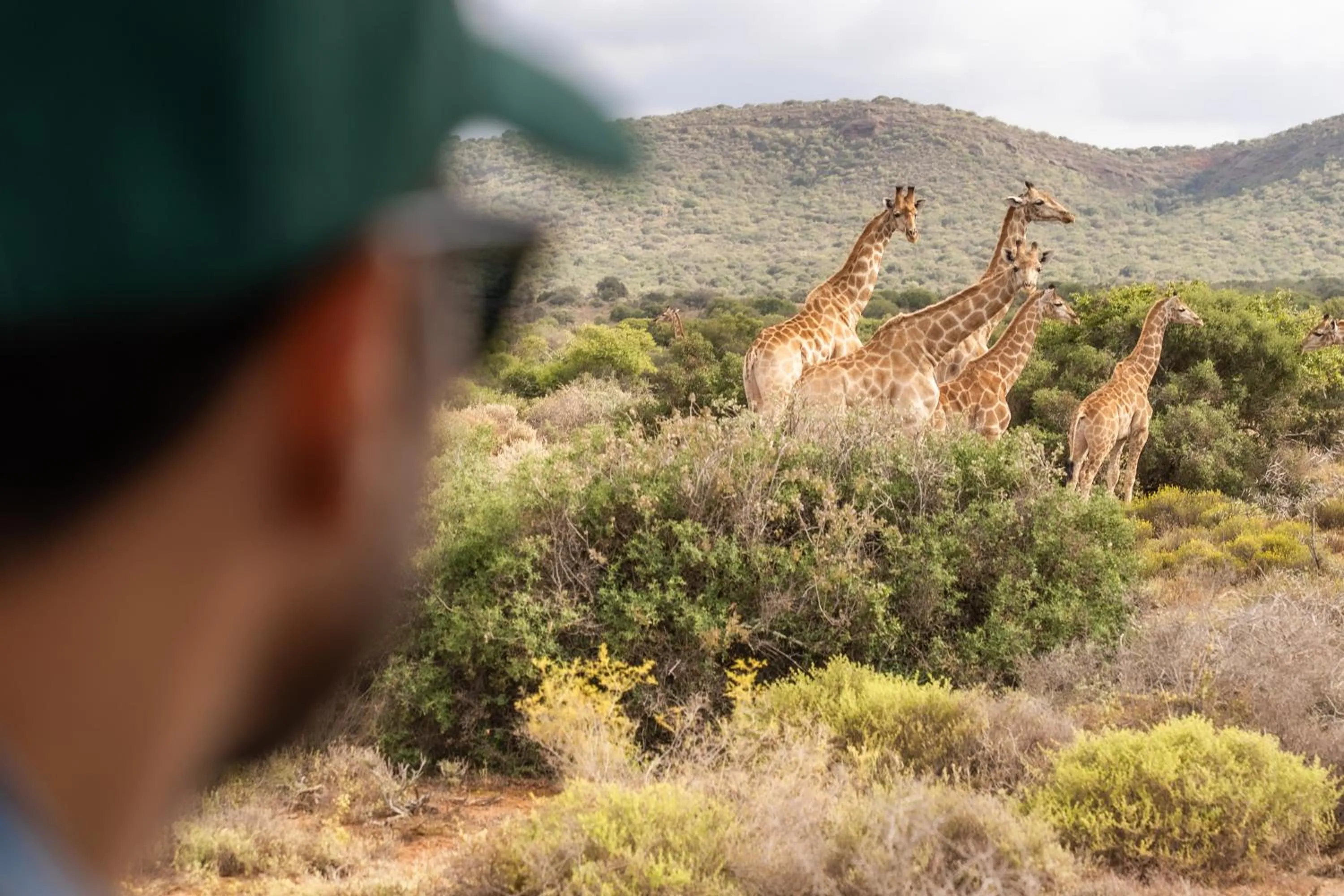 Animals in AfriCamps Klein Karoo