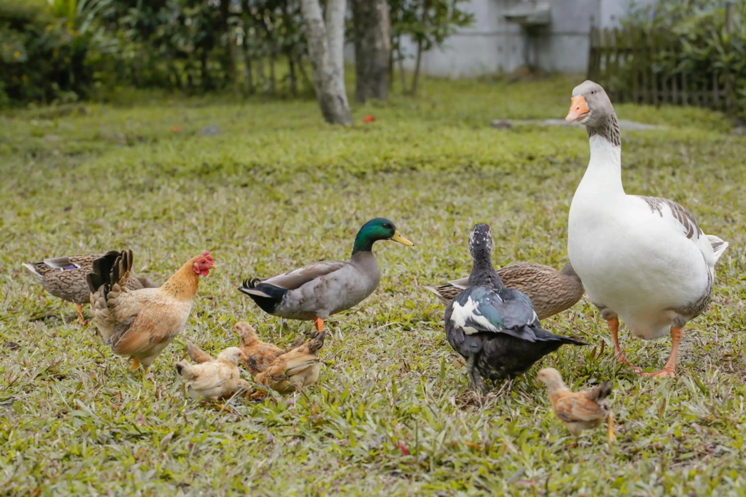 Animals in Just Like Villa