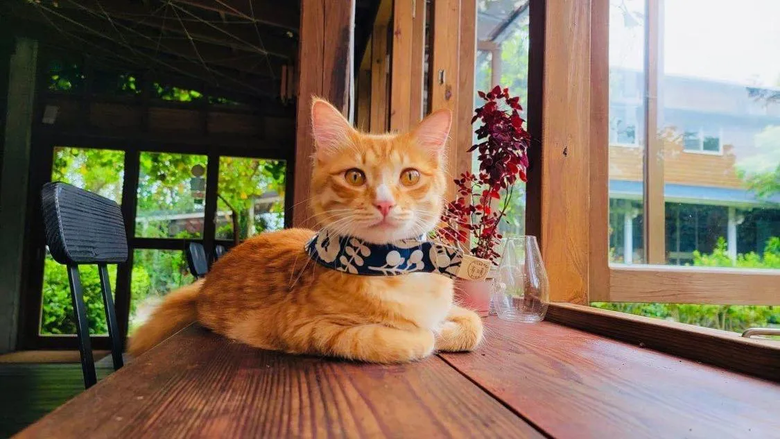 Animals in Just Like Villa