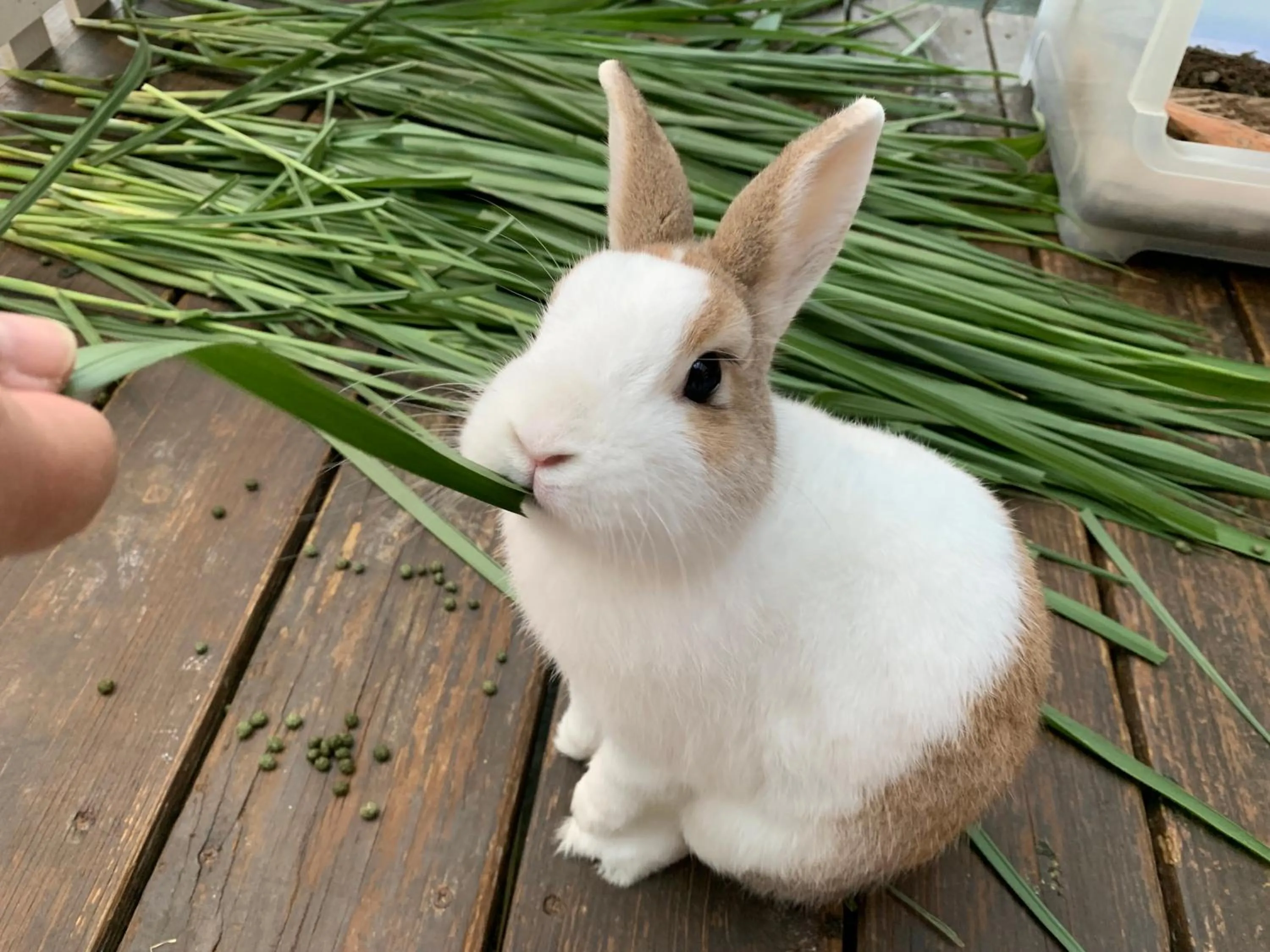 Animals in Just Like Villa