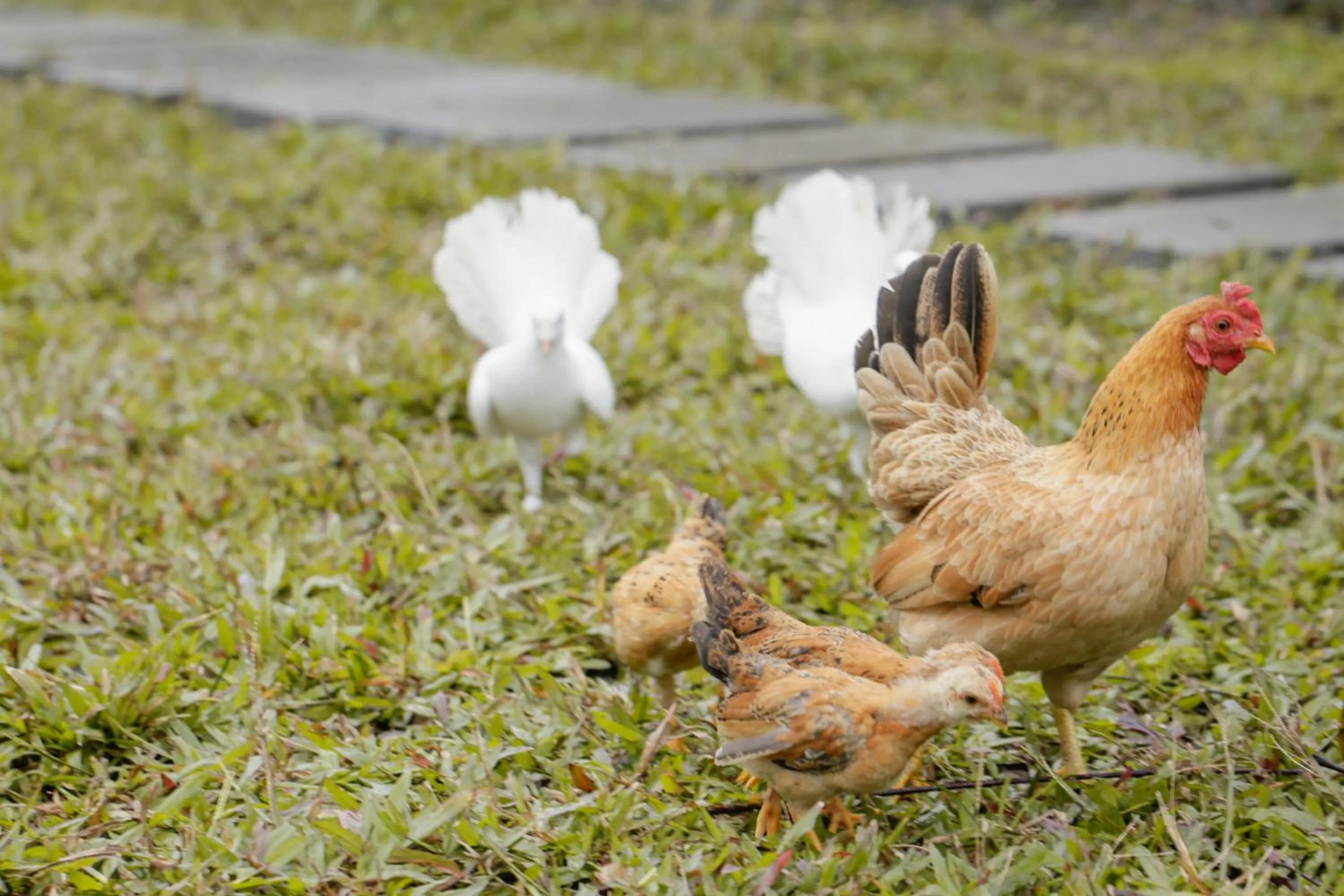 Animals in Just Like Villa