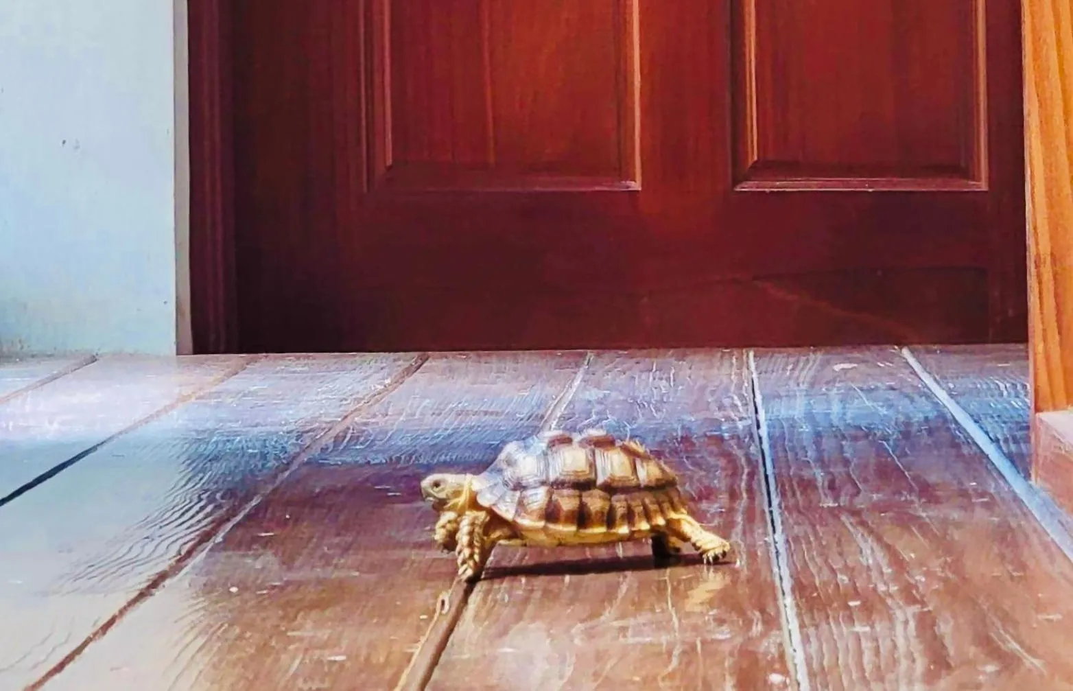 Animals in Just Like Villa