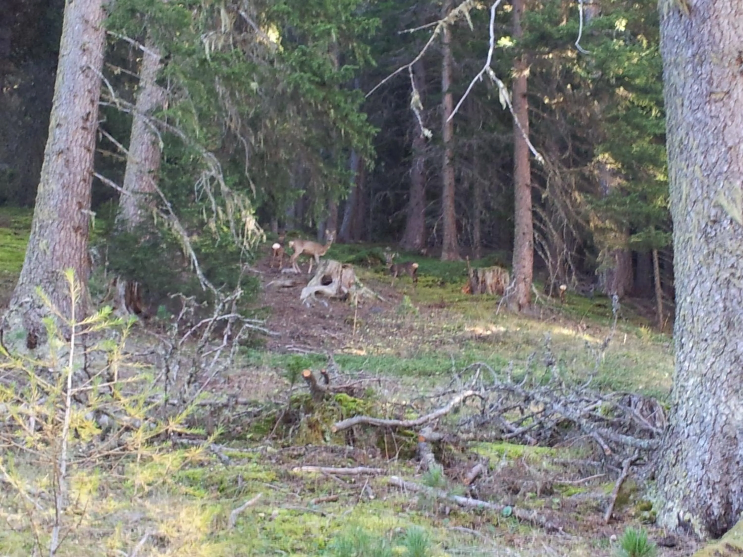 Spring in Gasthof Waldruhe