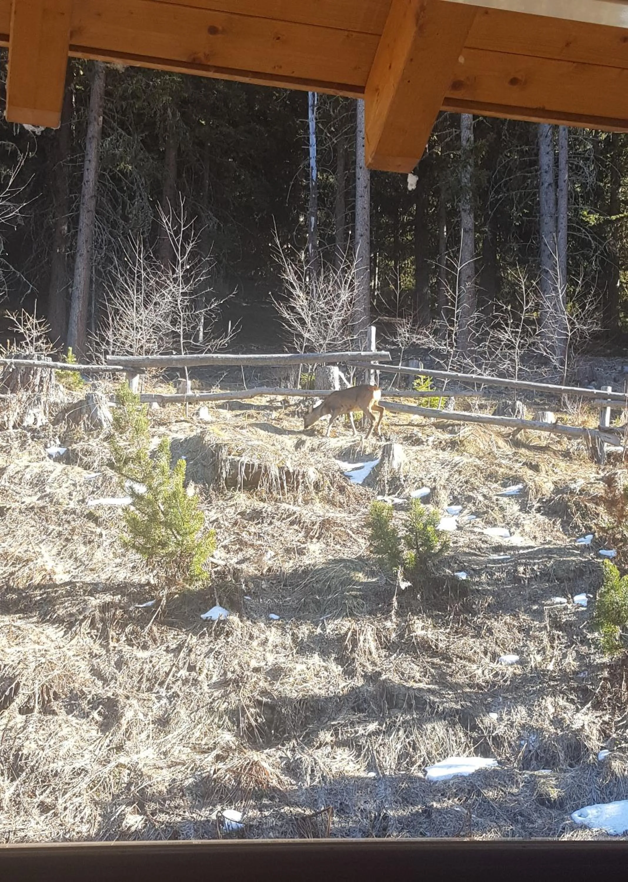 Balcony/Terrace in Gasthof Waldruhe