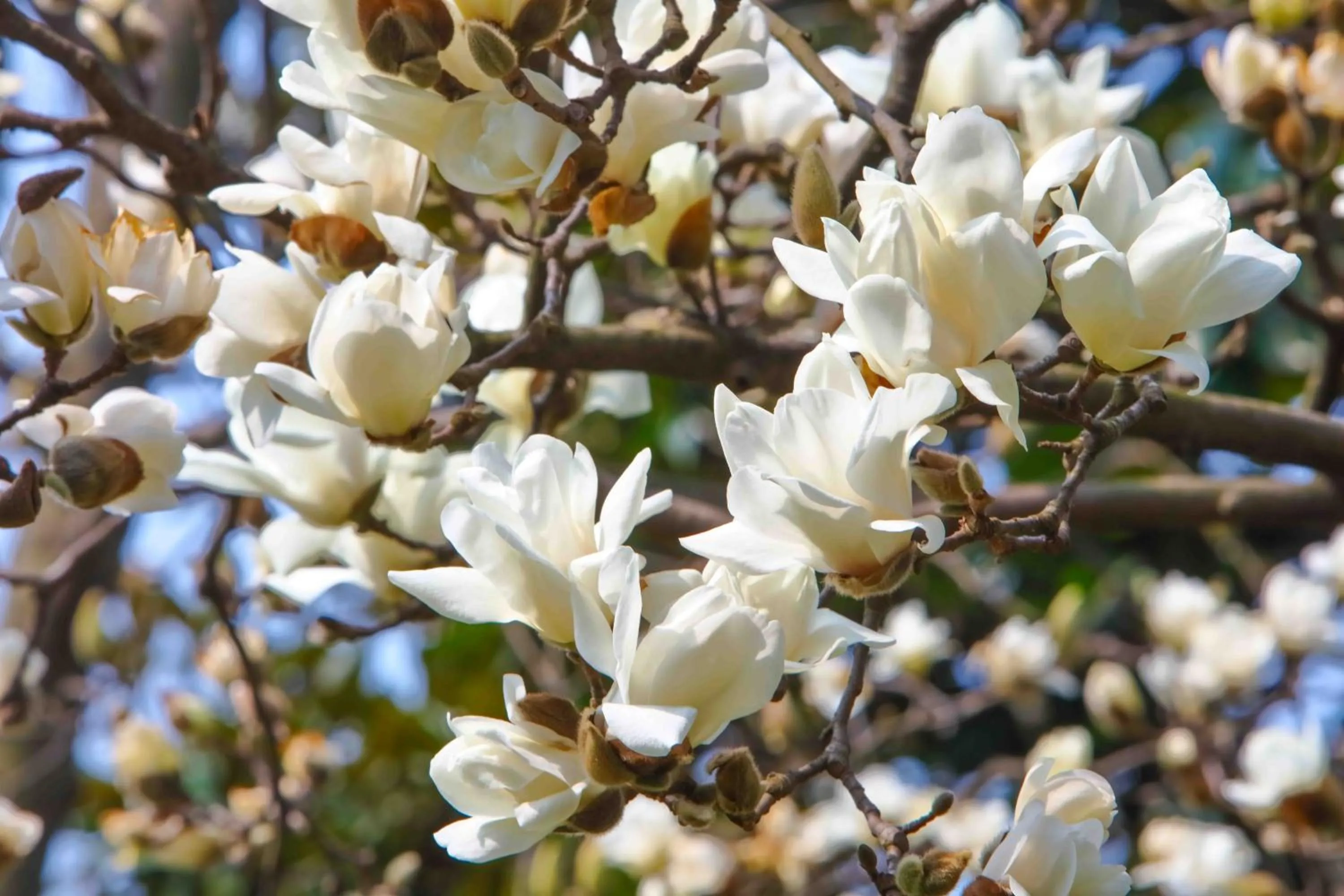 Garden in West Lake State Guest House