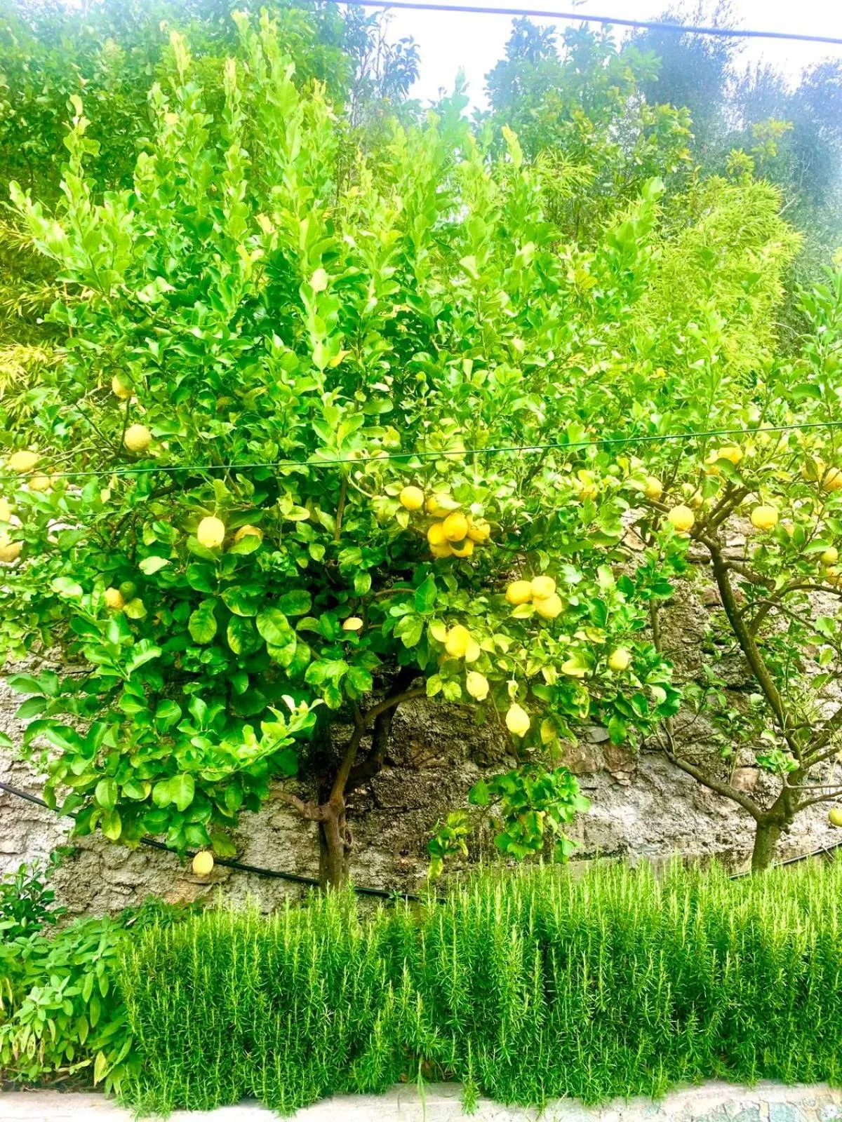 Natural landscape in Il Gabbiano Di Pieve