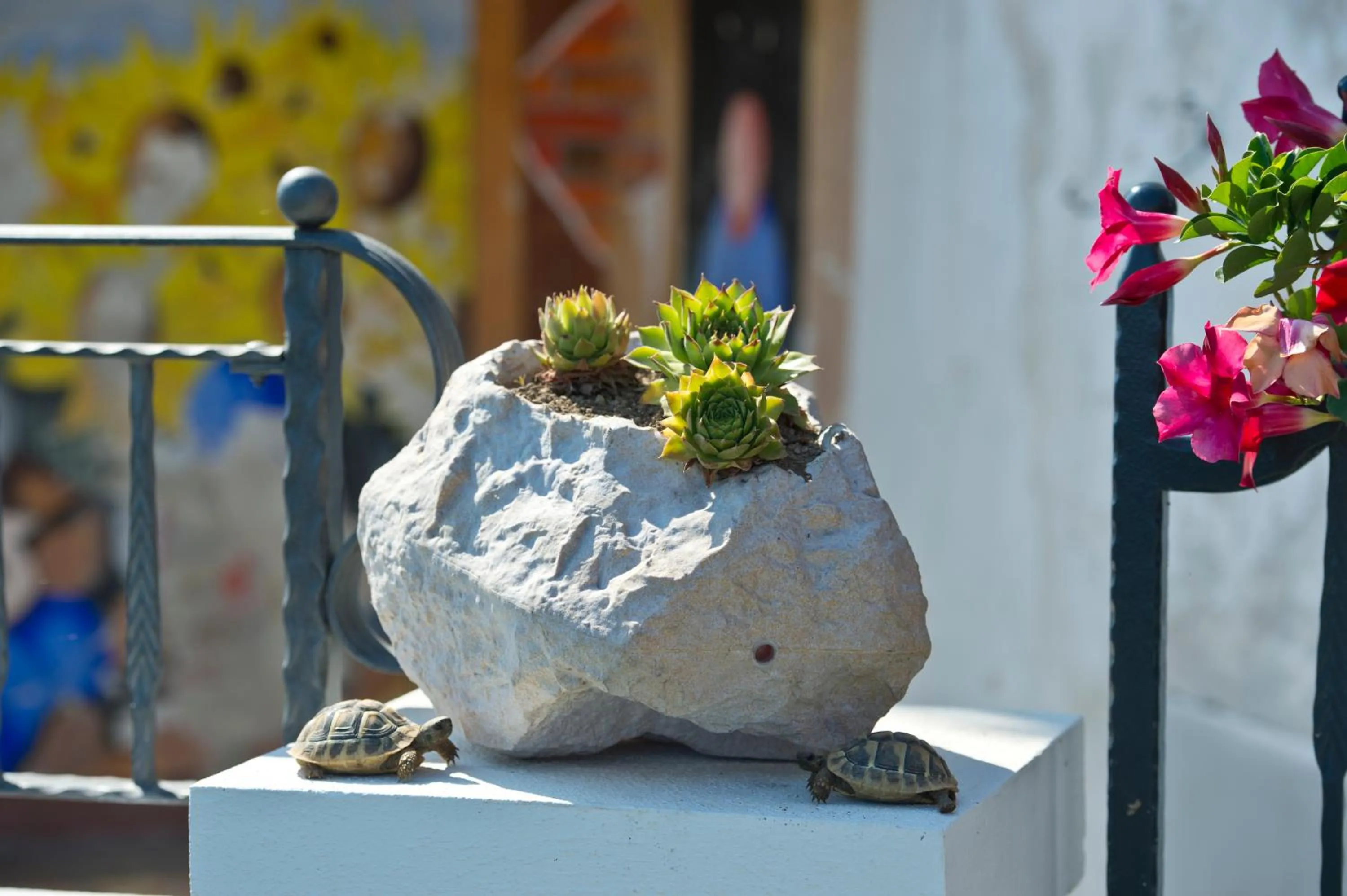 Garden view in La Mela Blu
