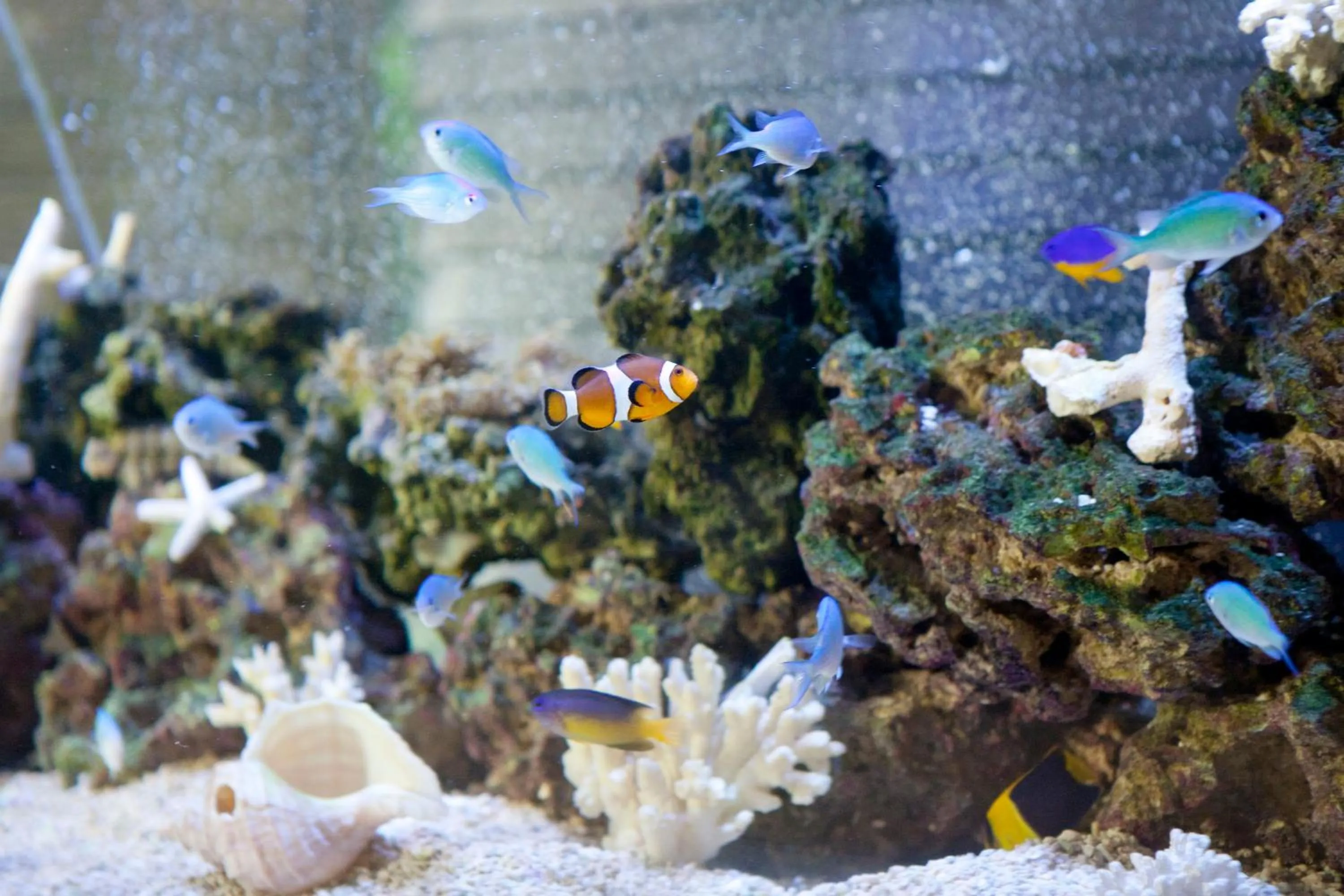 Natural landscape in Almont Hotel Naha Kenchomae