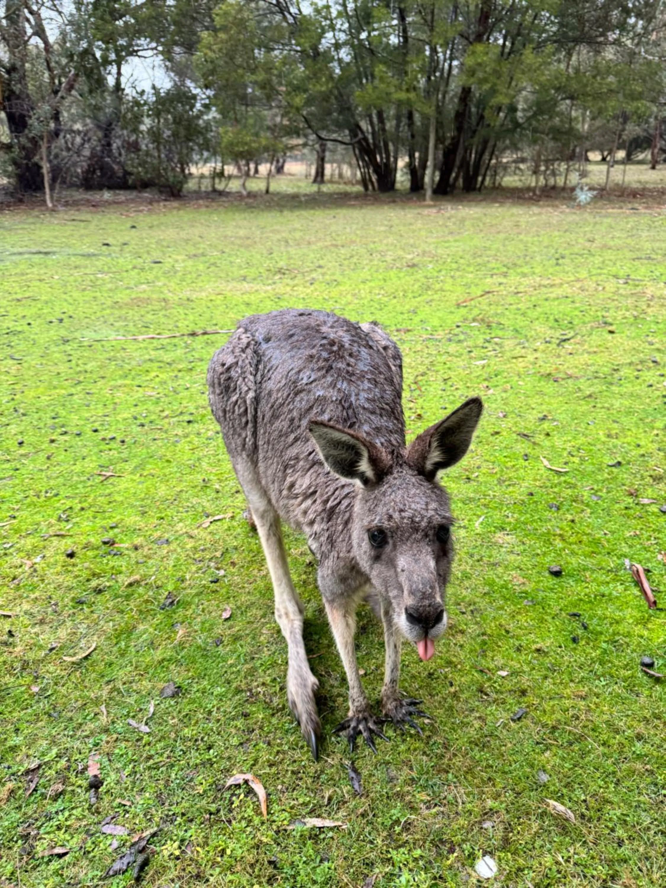 Day in Halls Gap Log Cabins