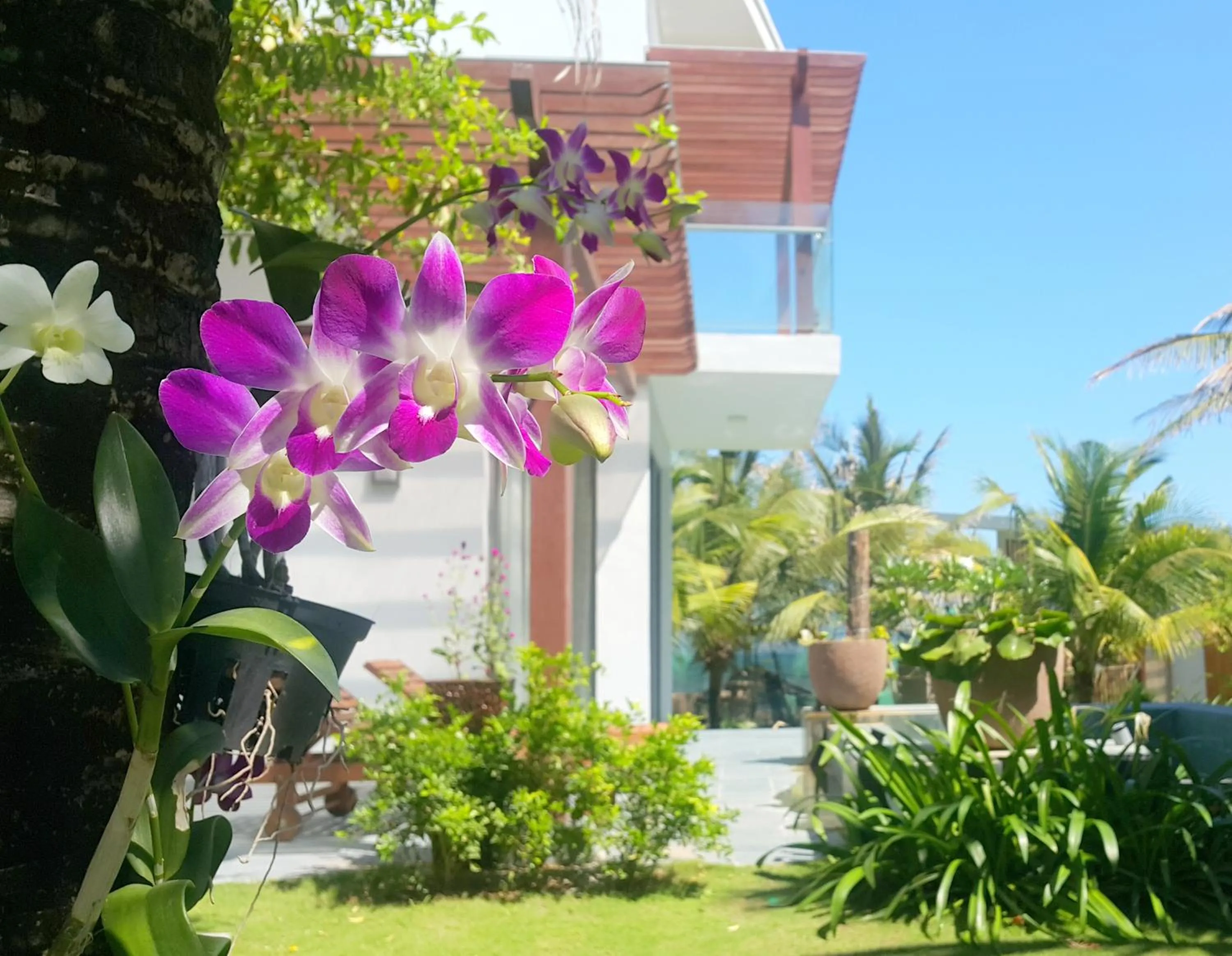 Natural landscape in Sonata Resort & Spa