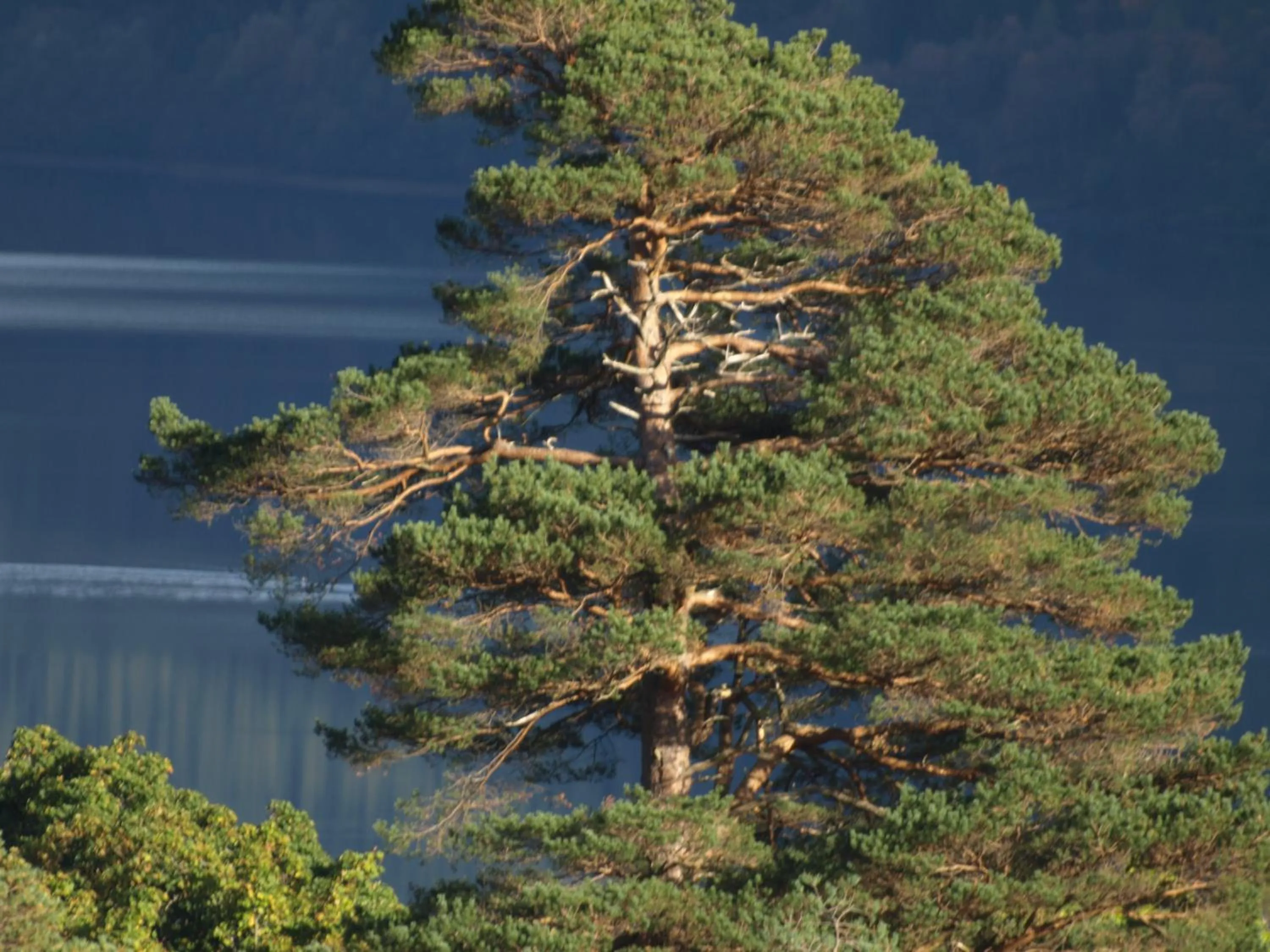Natural landscape in The Clachan Hotel, Lochearnhead