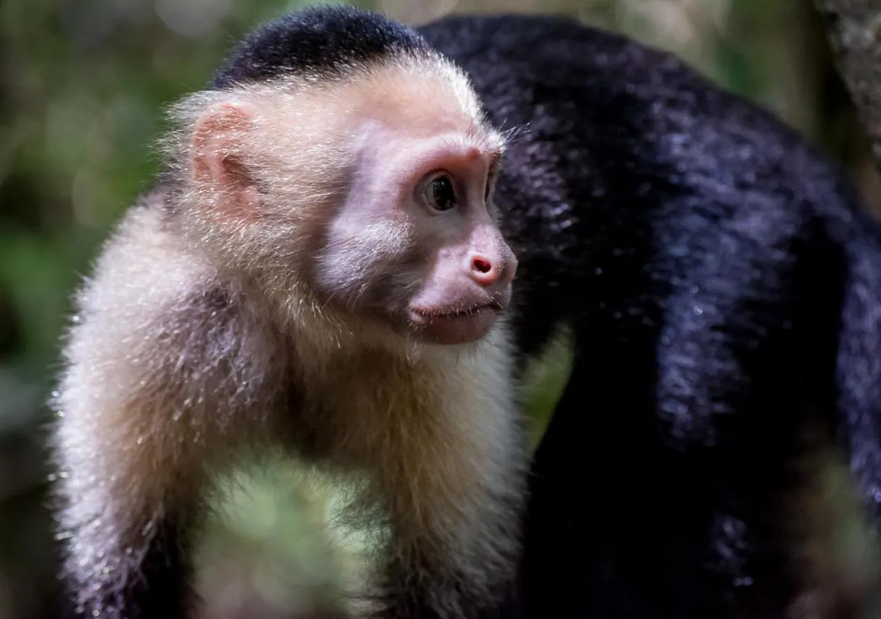 Animals in Hotel Manuel Antonio