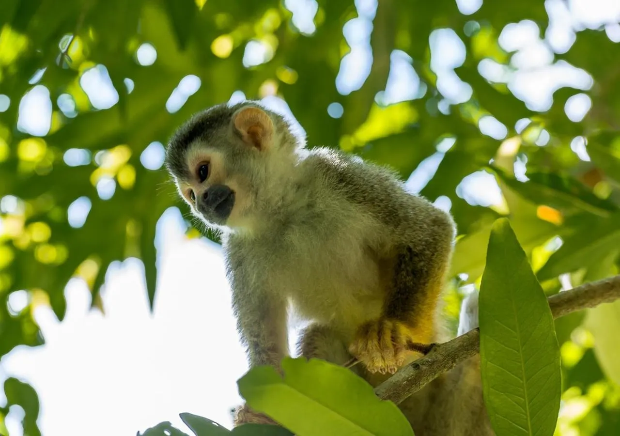 Animals in Hotel Manuel Antonio