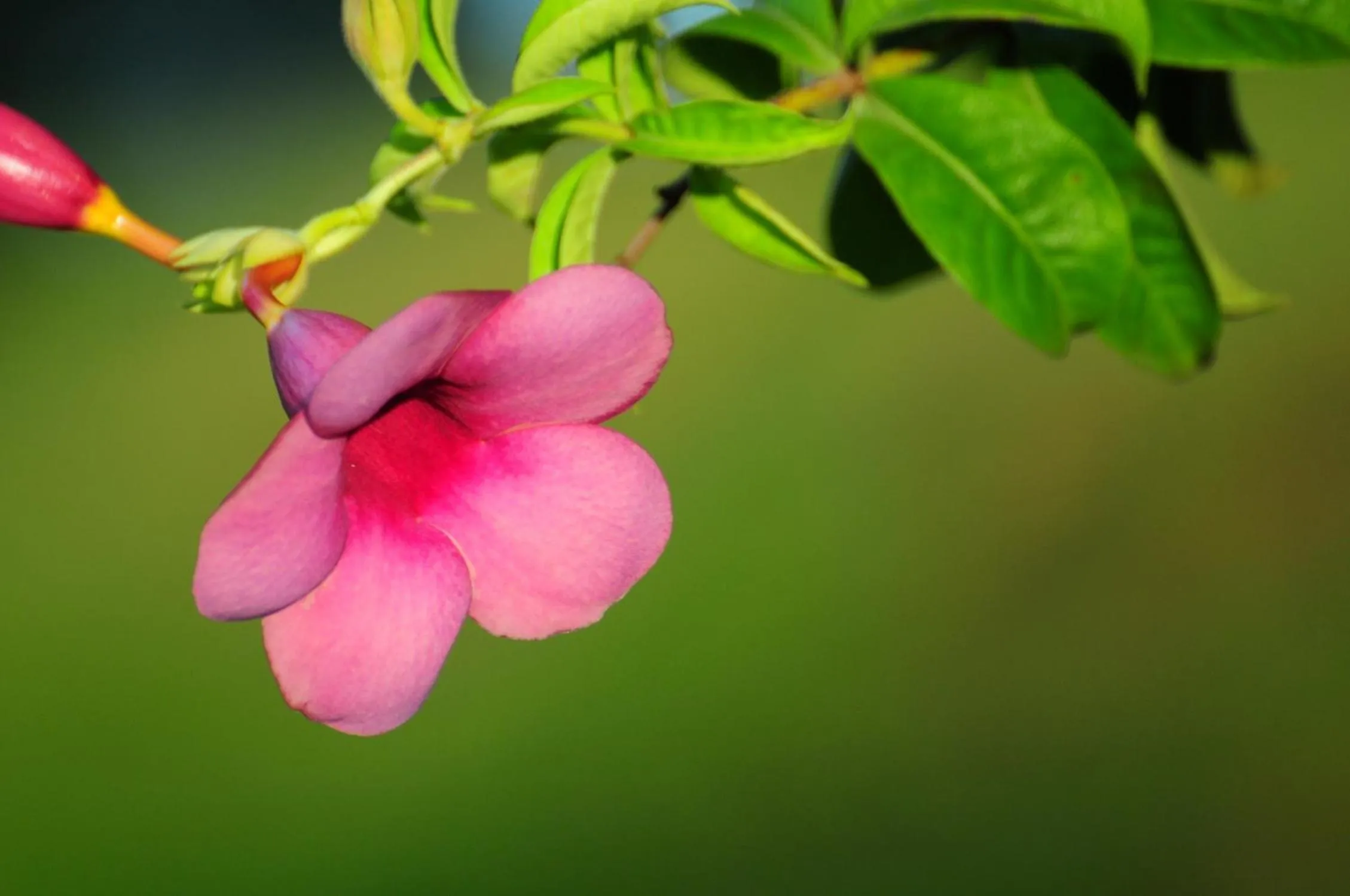 Garden in Thanaree place