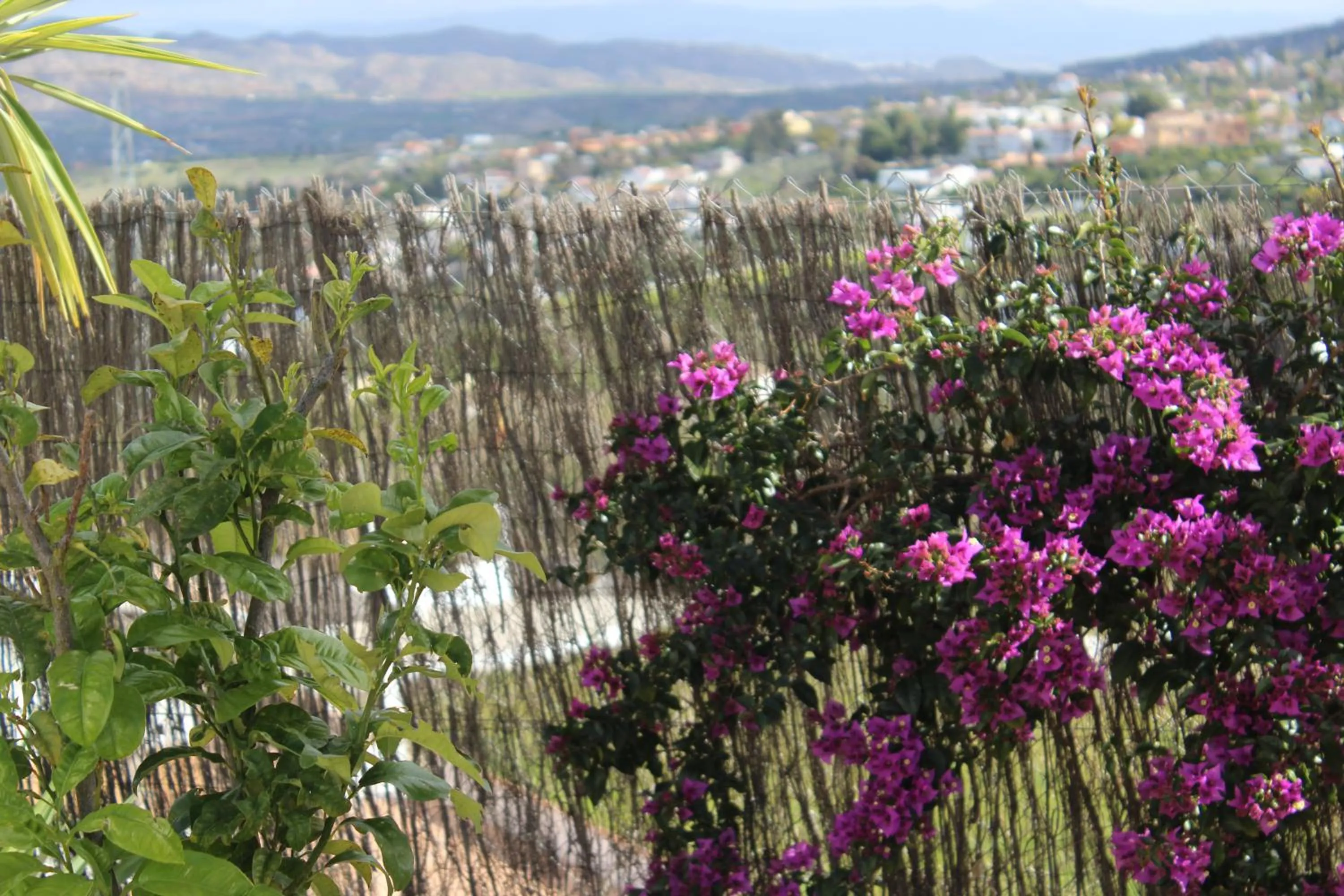 Spring in Bed And Breakfast Mirador Infinito