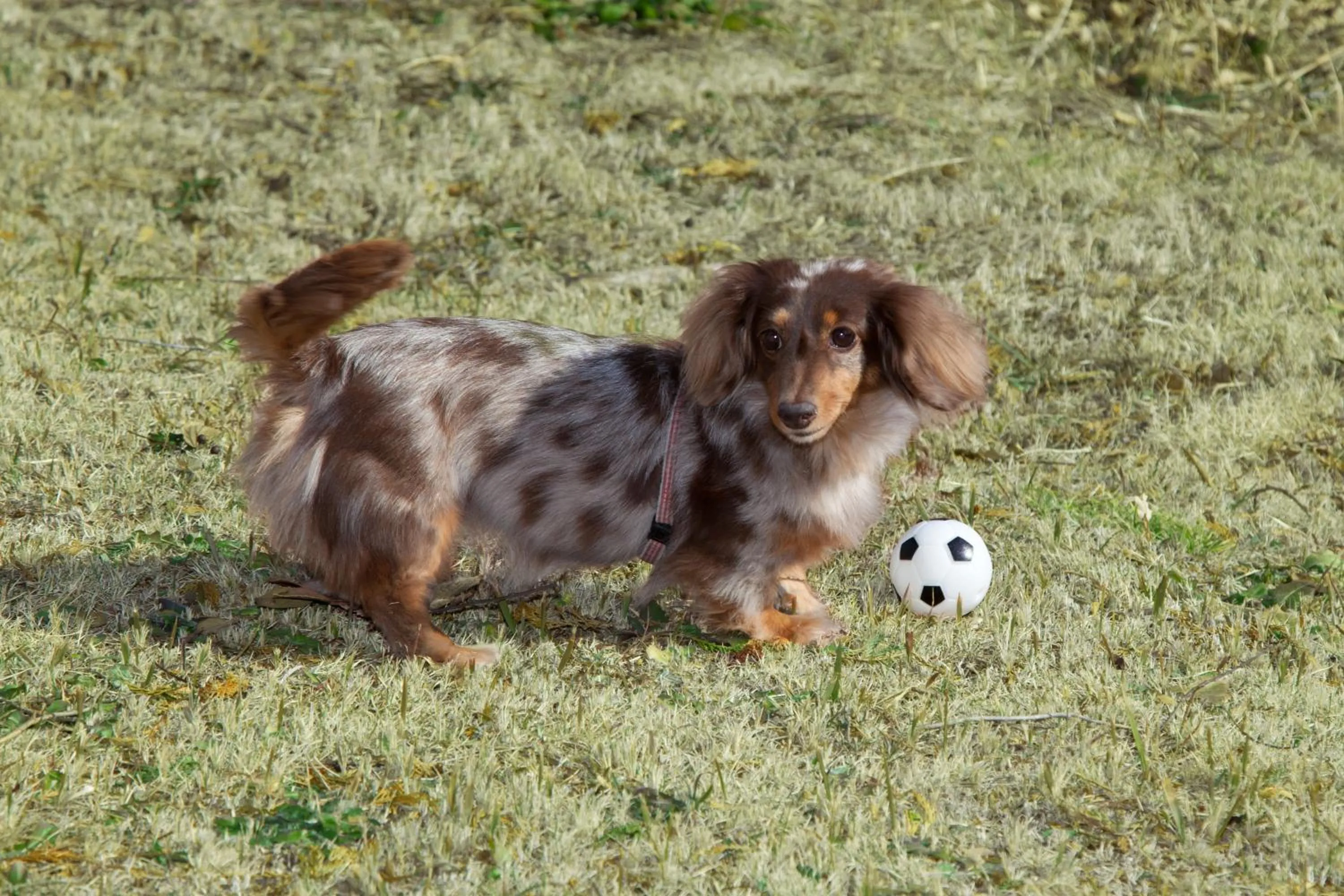 Day in Izu Ippeki Lake Lakeside Terrace