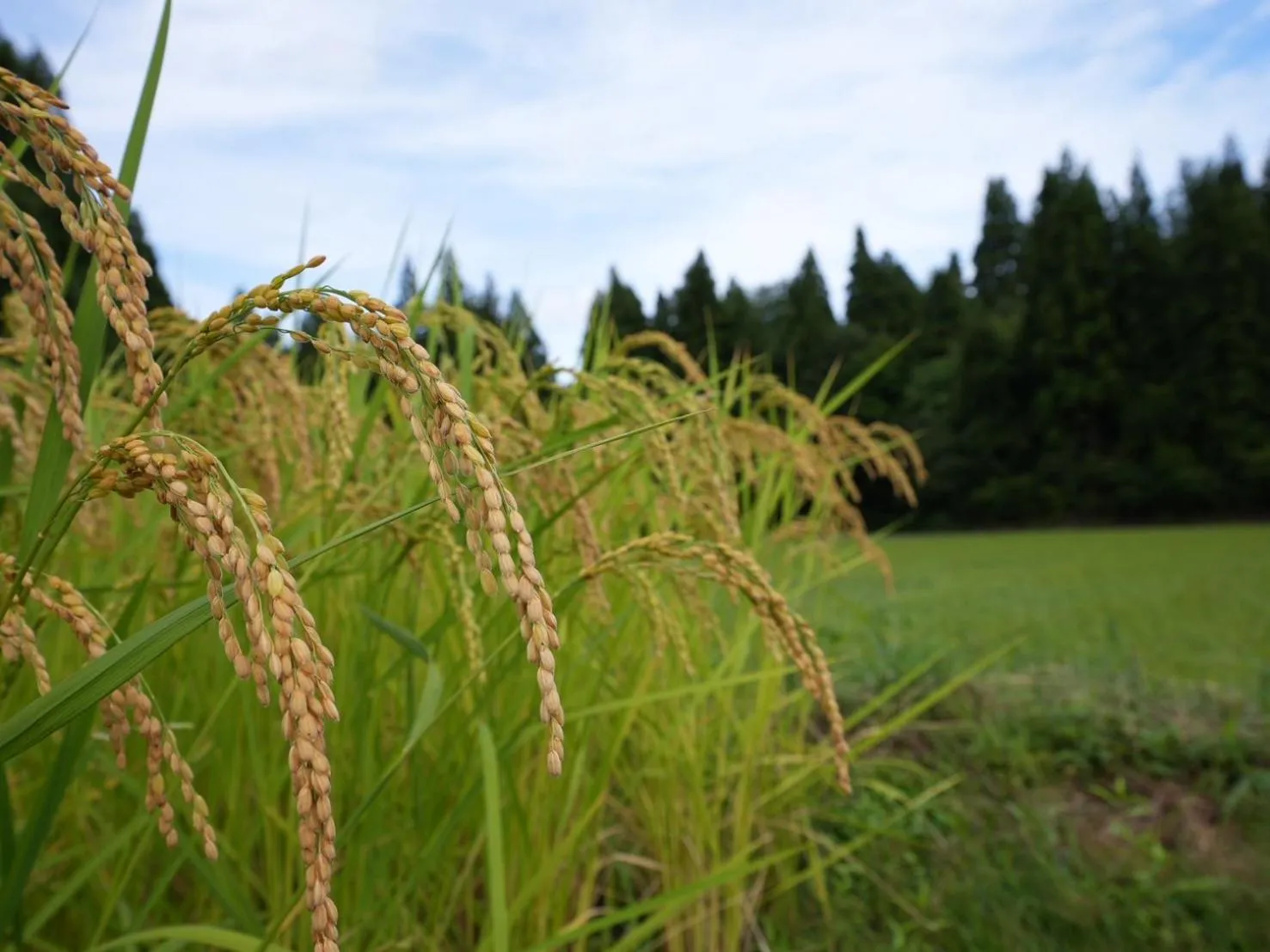 Natural landscape in Kutsurogian