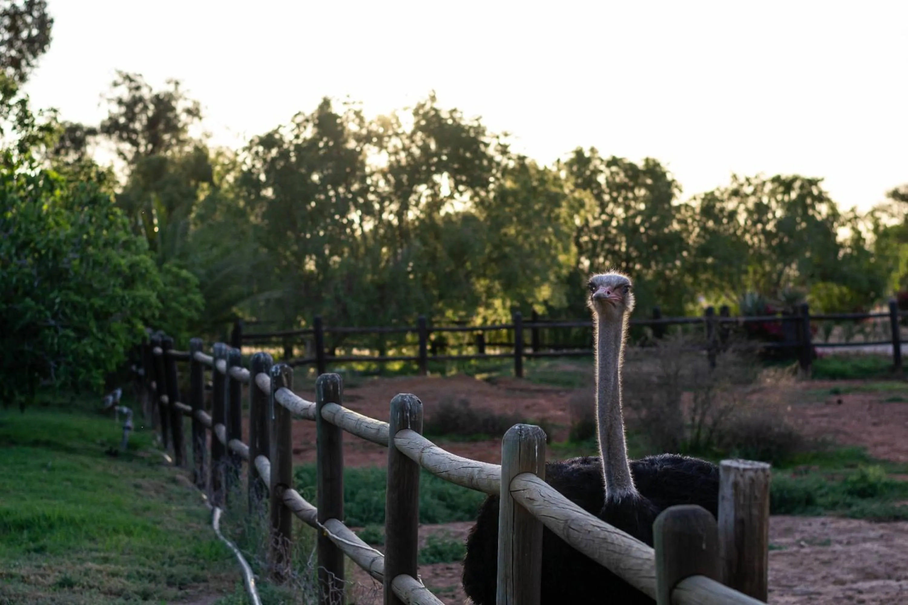 Natural landscape in Mooiplaas Guesthouse