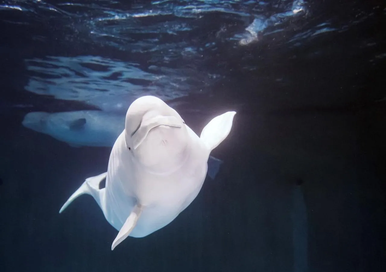 Nearby landmark in Kamogawa Grand Tower