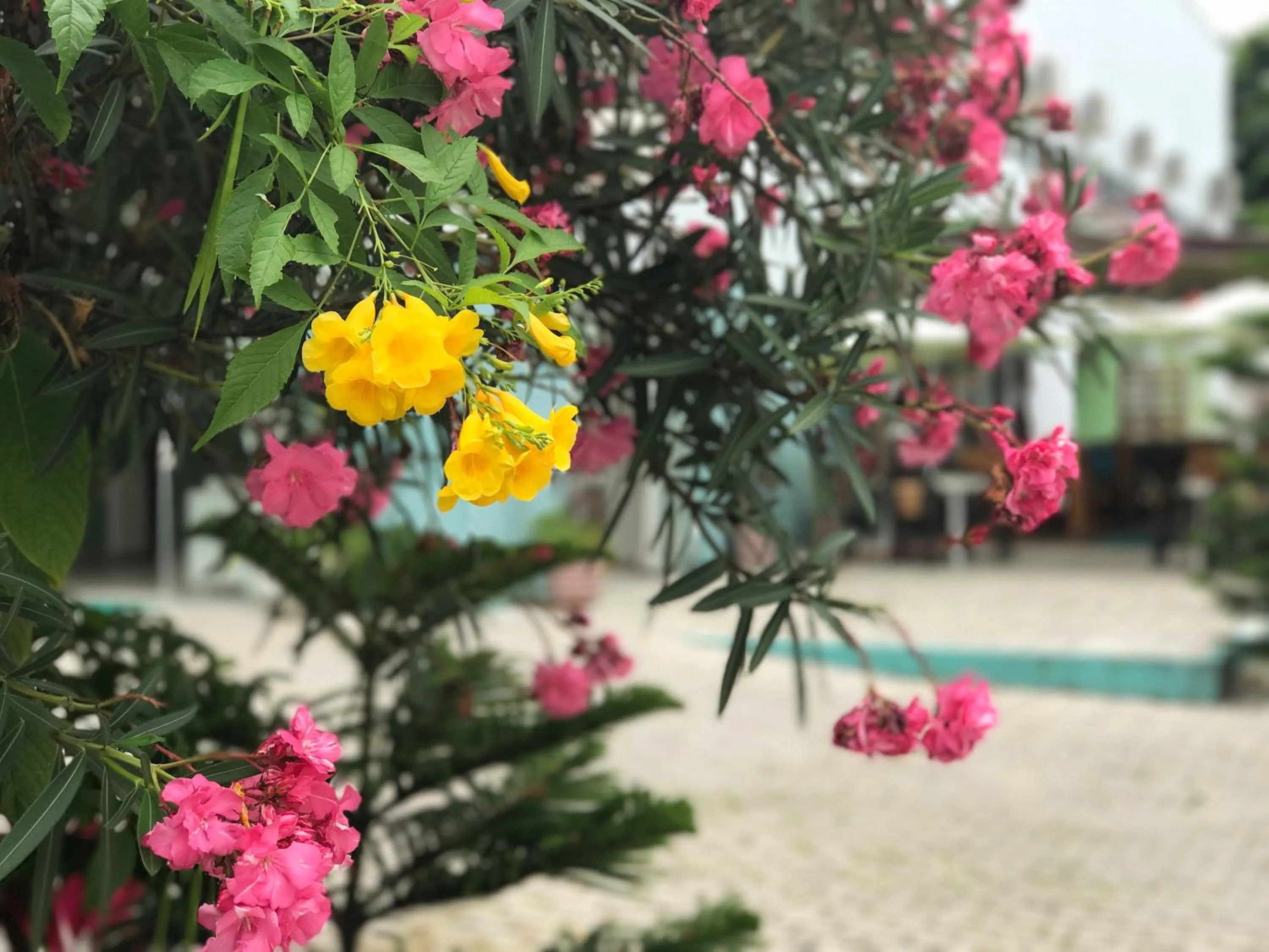 Garden in Scenarium Hotel