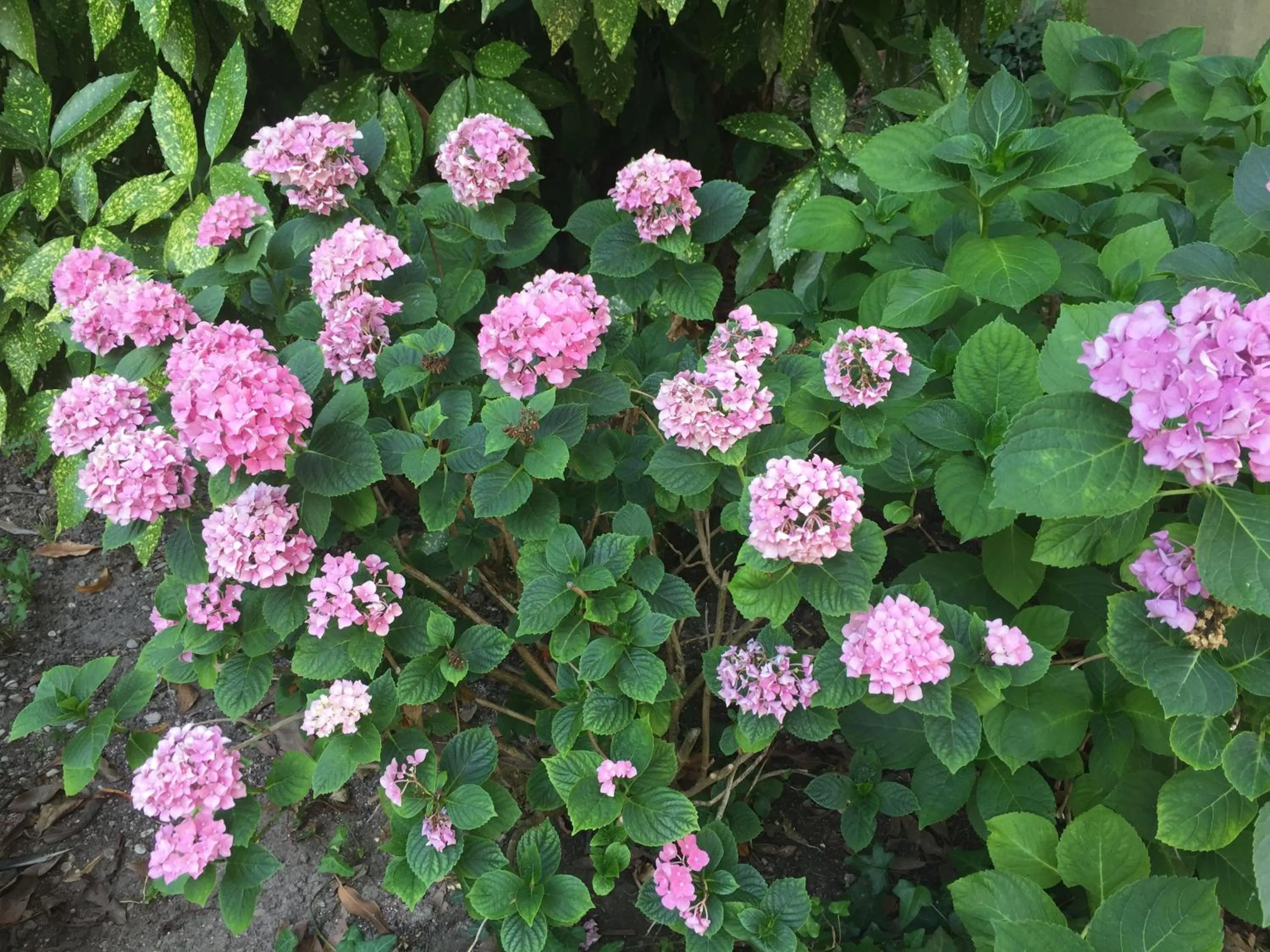 Garden in Palazzo Mantua Benavides Suites & Apartments