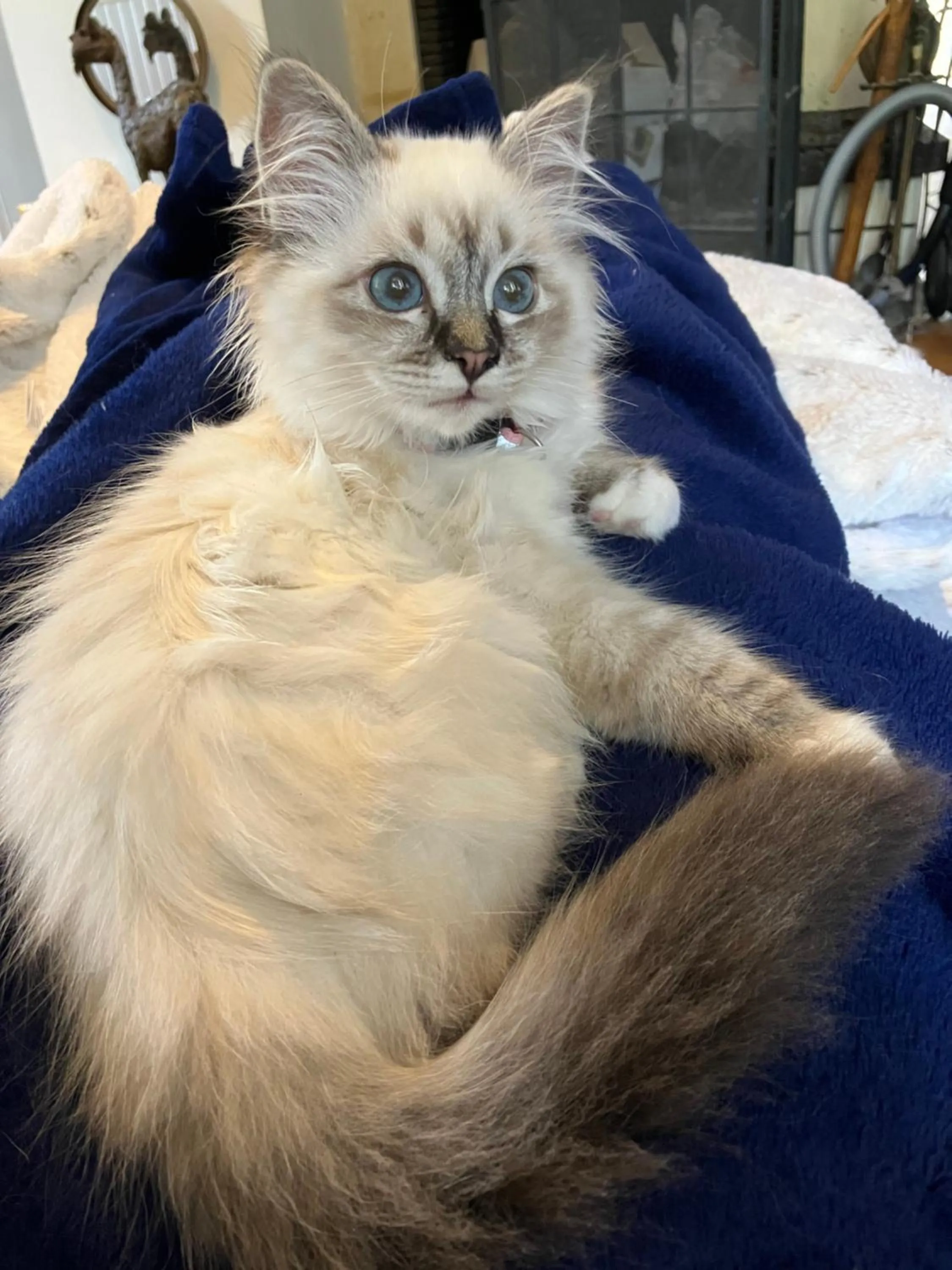 Les Colonnes De Chanteloup