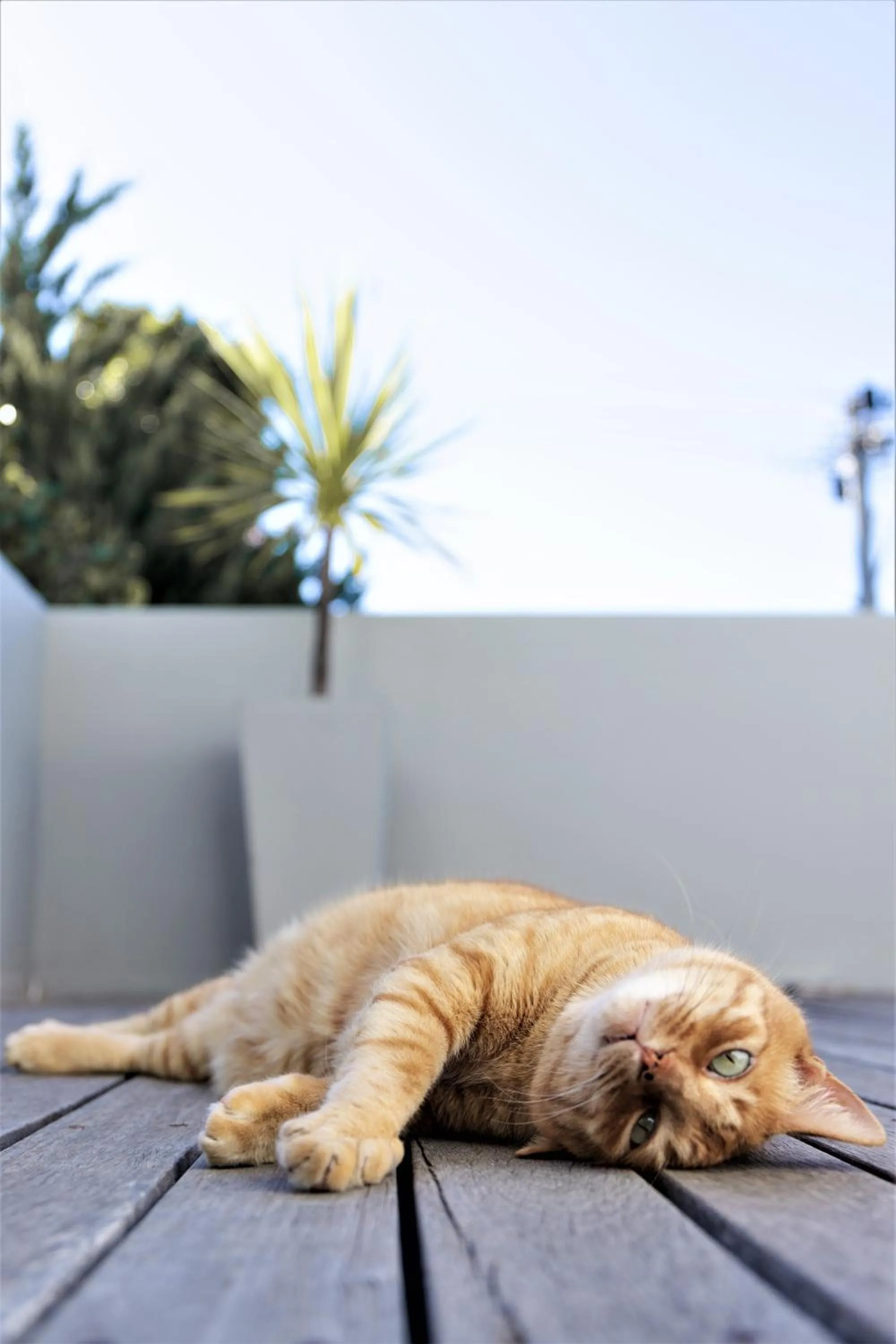 Animals in Cape Diem Lodge