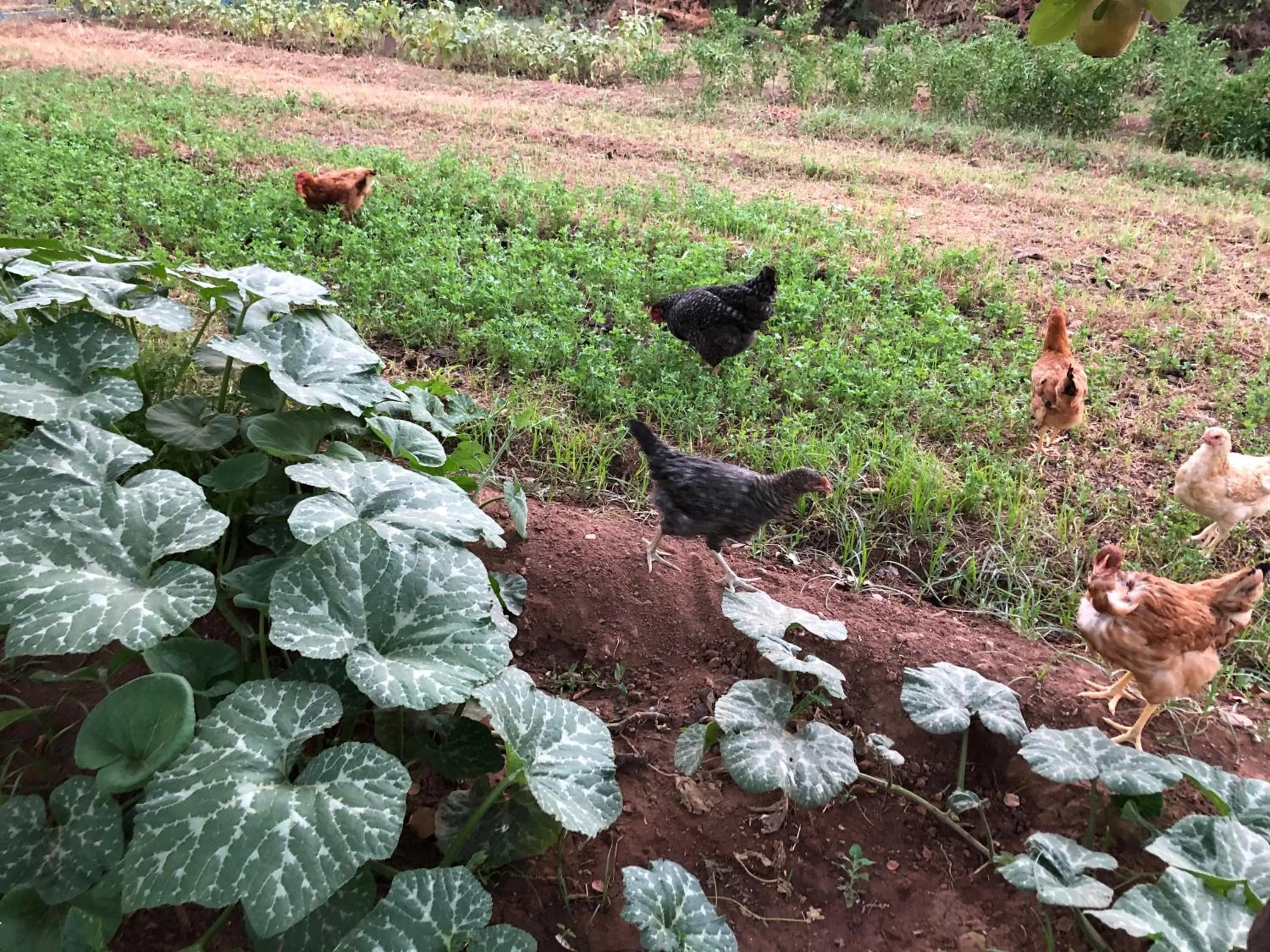 Natural landscape in La Vie En Rose - Horses & Dogs House