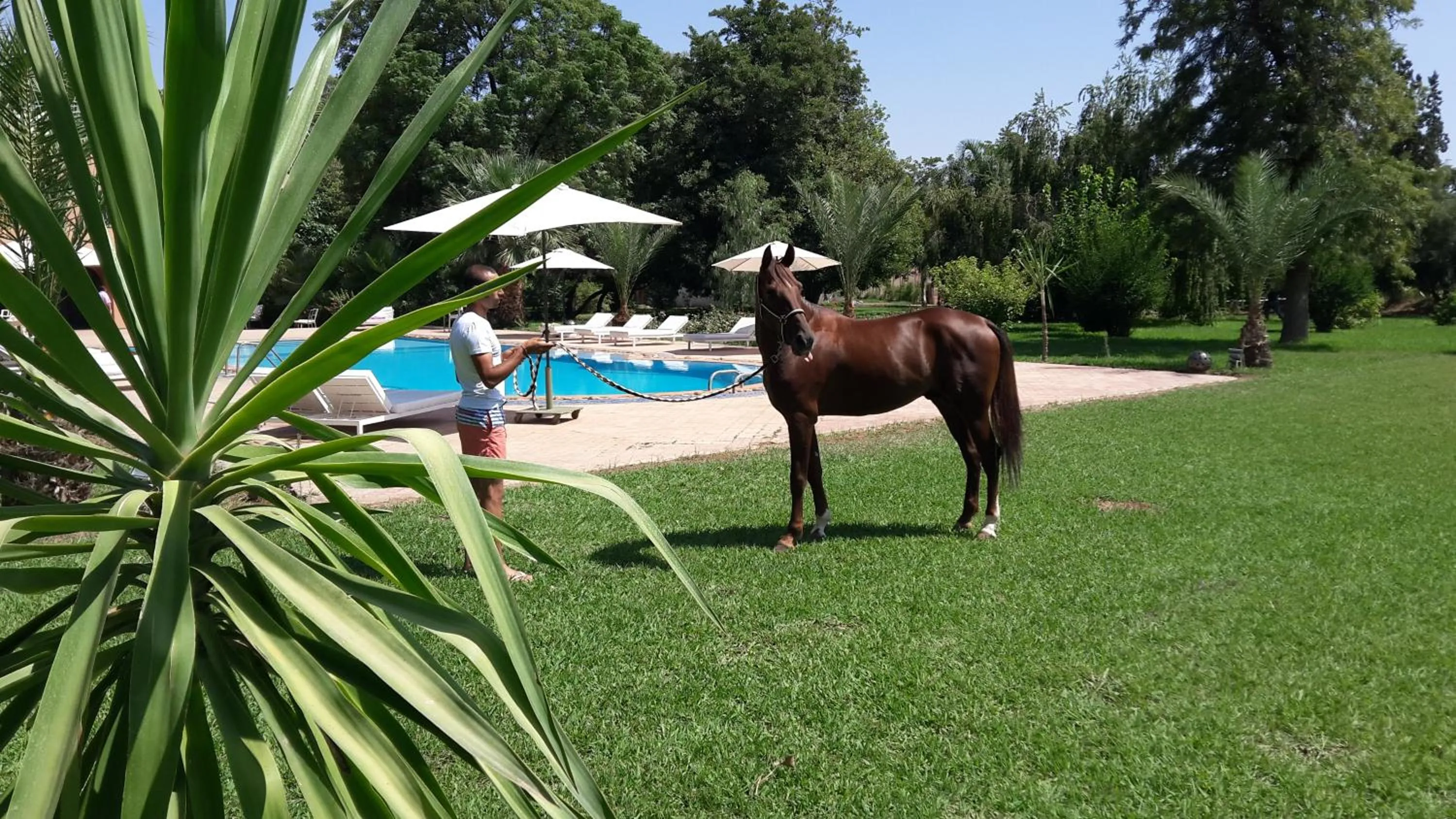 Bedroom in La Vie En Rose - Horses & Dogs House