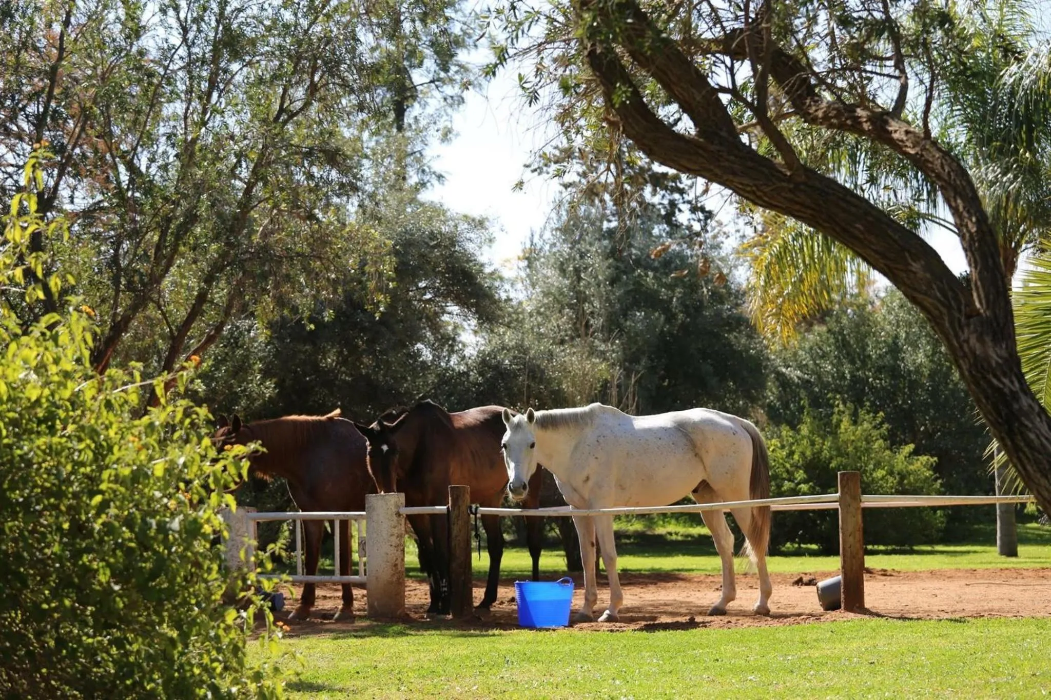 Bedroom in La Vie En Rose - Horses & Dogs House
