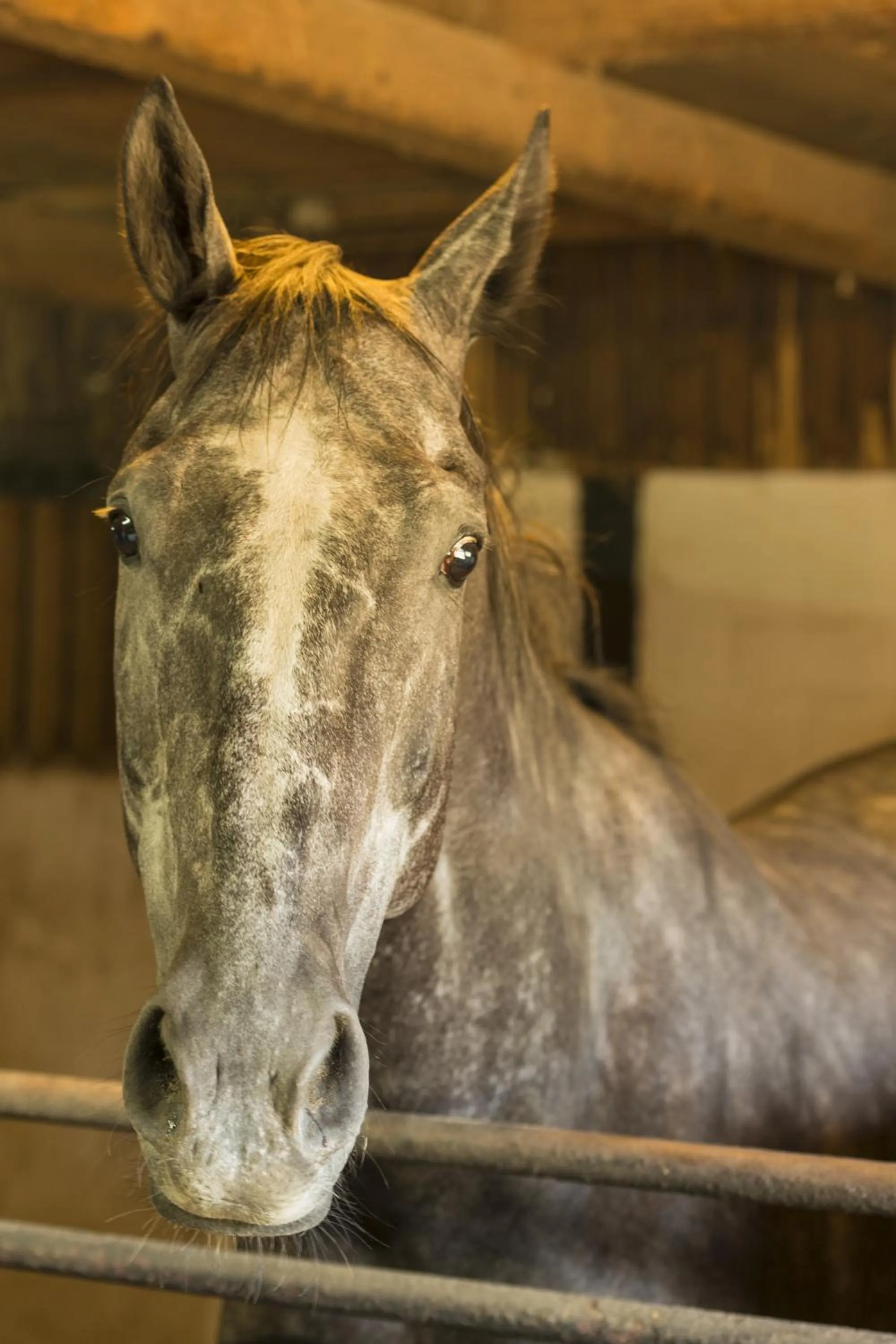 Animals in Hotel Restaurant Häsfeld