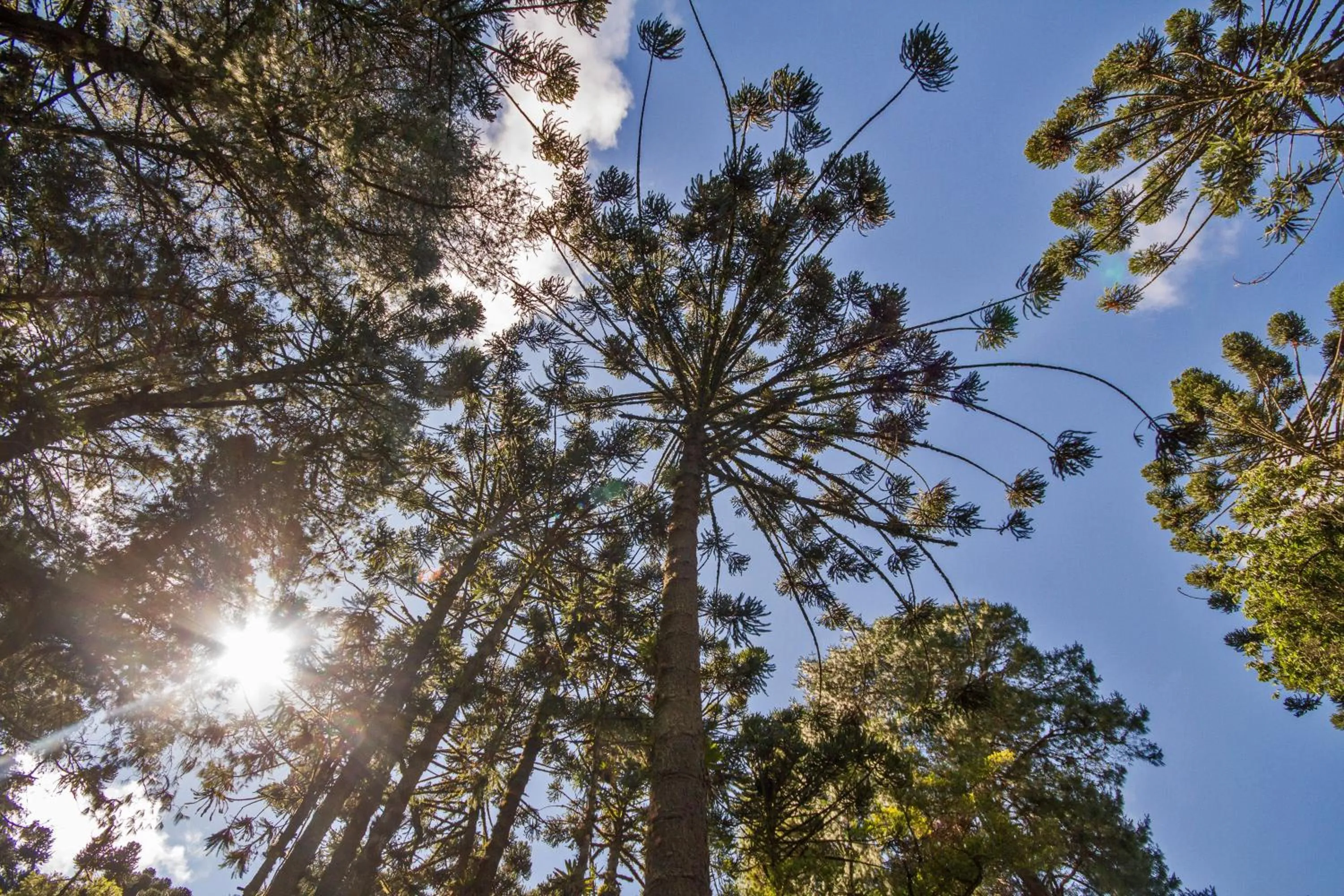 Activities in Villa Vintage Campos - Piscina e opções de suites com hidromassagem