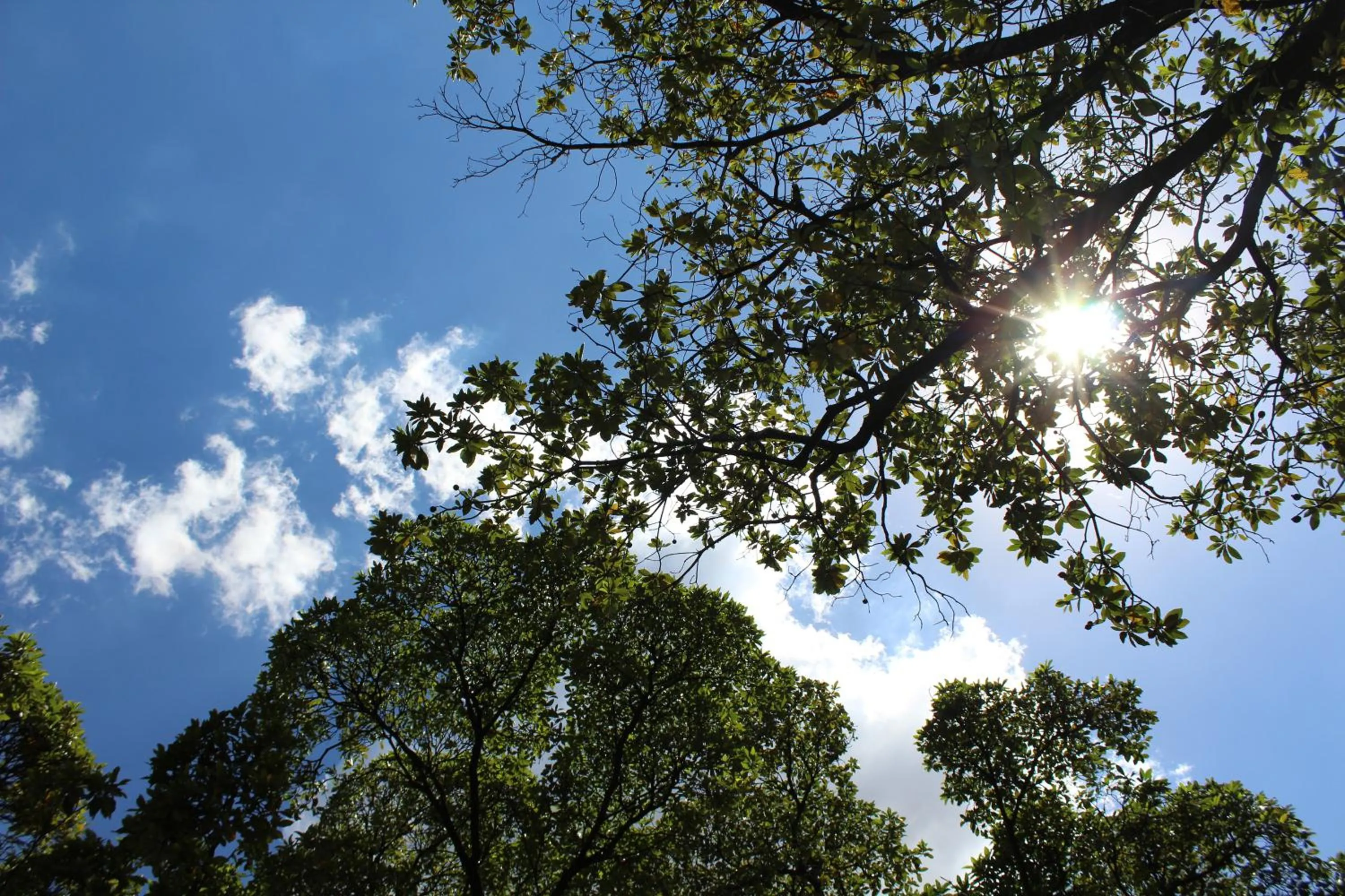 Garden view in Hotel Dom Henrique